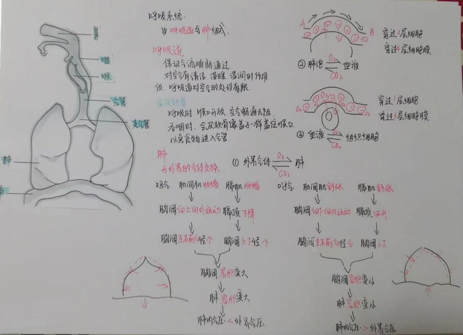 生物手抄报步骤图片