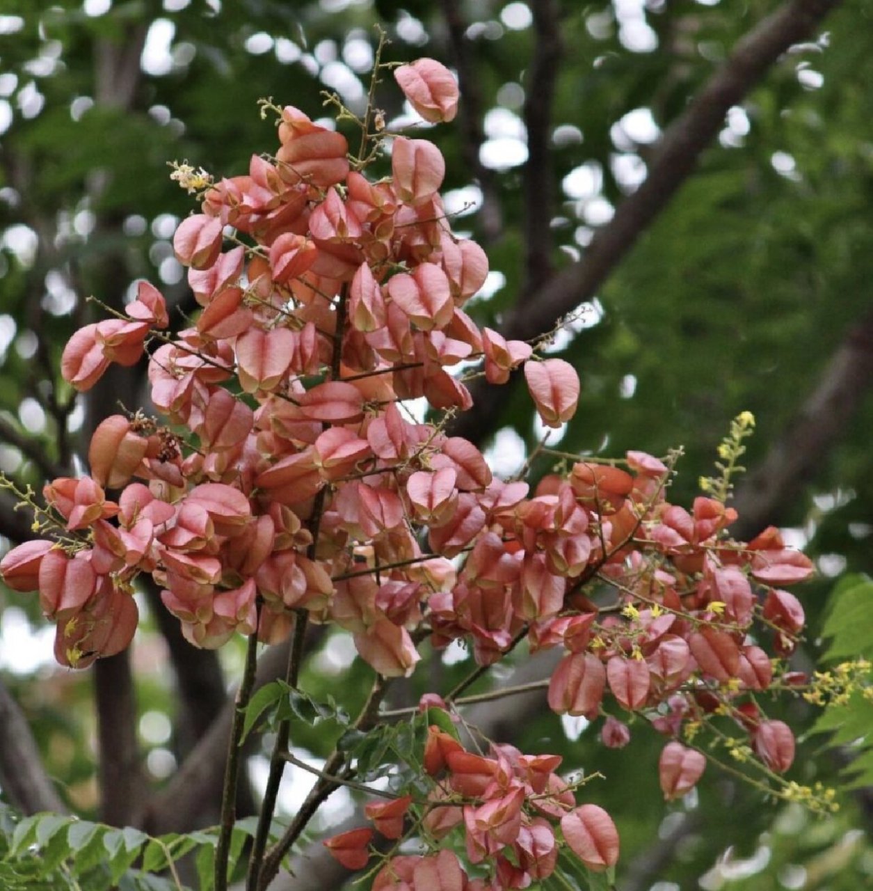 广东庭院植物|复羽叶栾树/国庆树/摇钱树 栾树花开,一树金黄;深秋结果