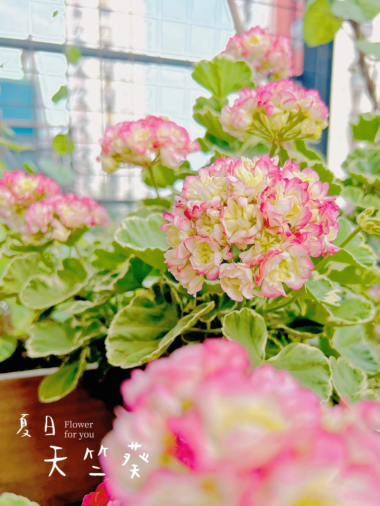 适合盛夏的天竺葵品种,银边苹果碗.