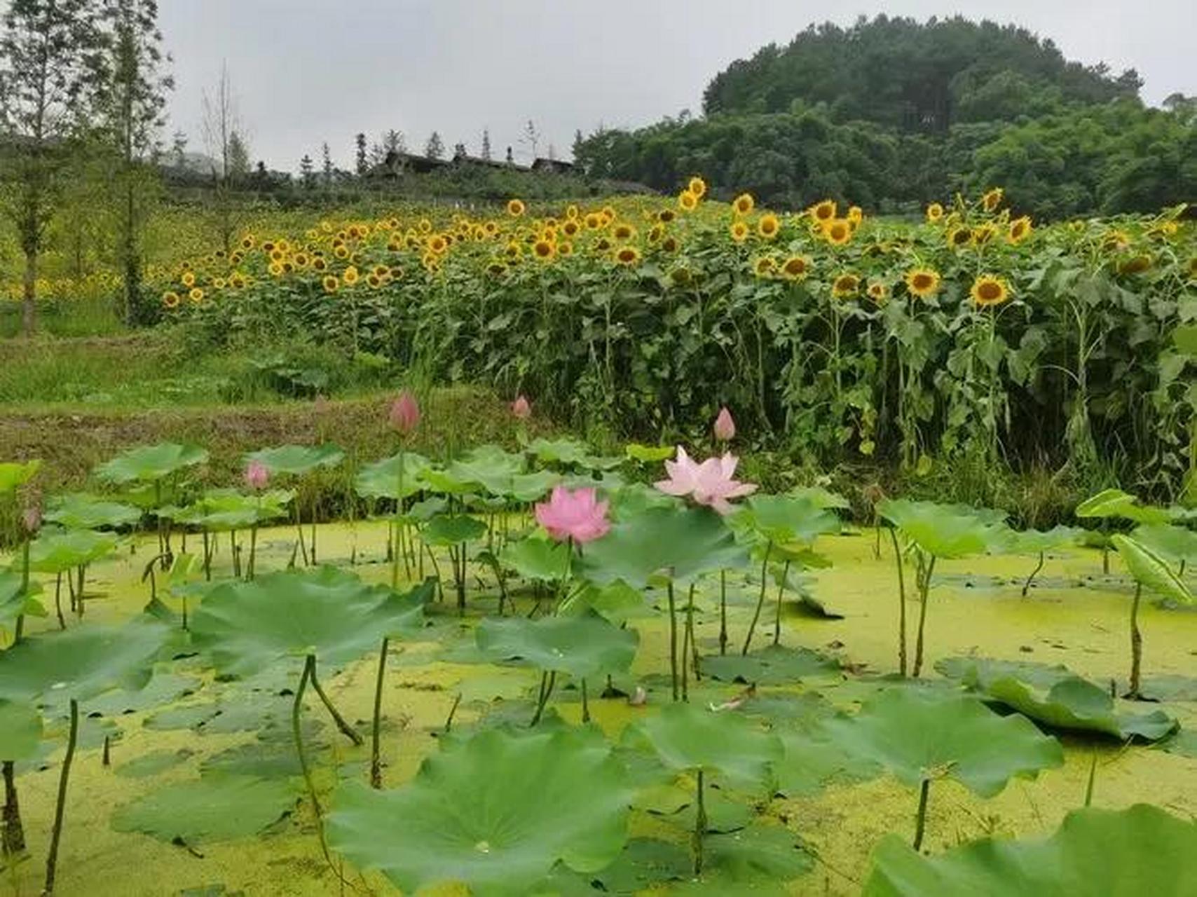 秋天的第一条微头条 哇噻,金秋八月,垣曲县古城国家湿地公园,吸人眼球
