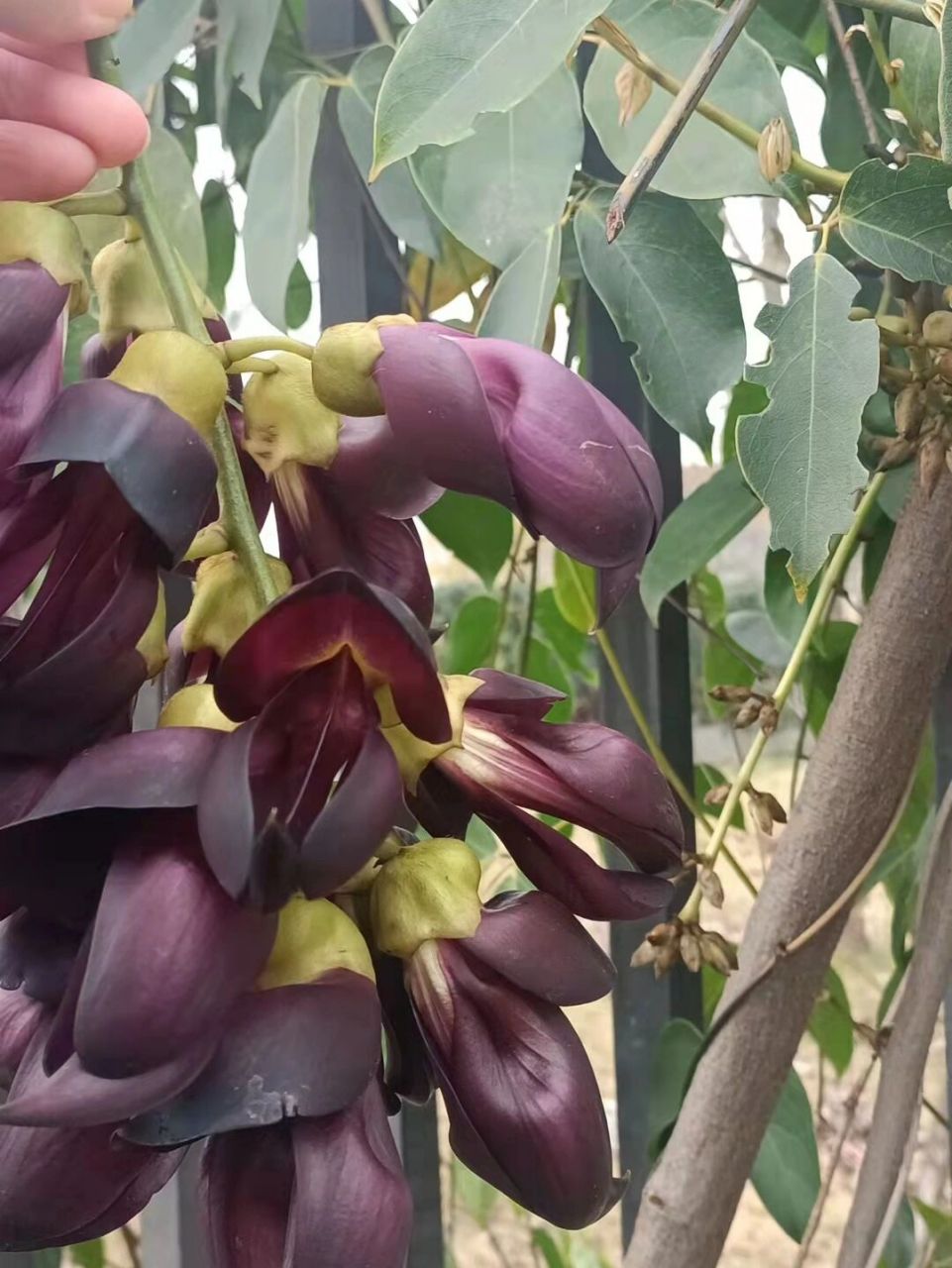 奇花异果——大血藤