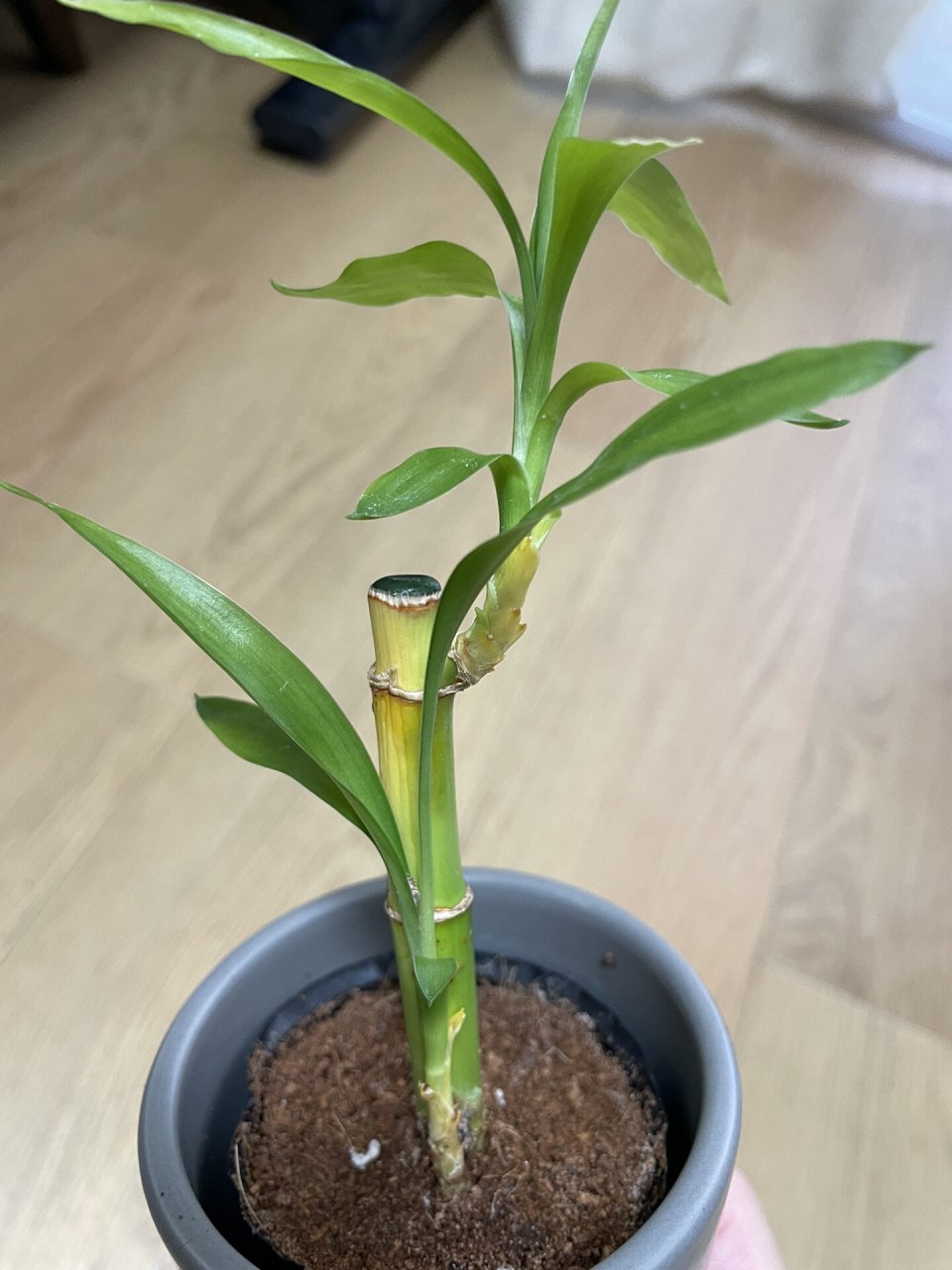 土培富贵竹枝干发黄 有没有办法救救这个富贵竹呀?