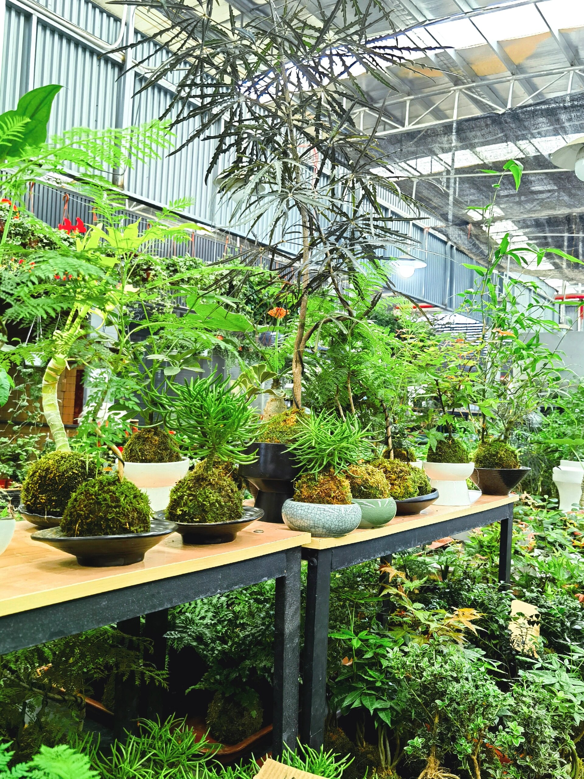 广州芳村花卉种植基地图片