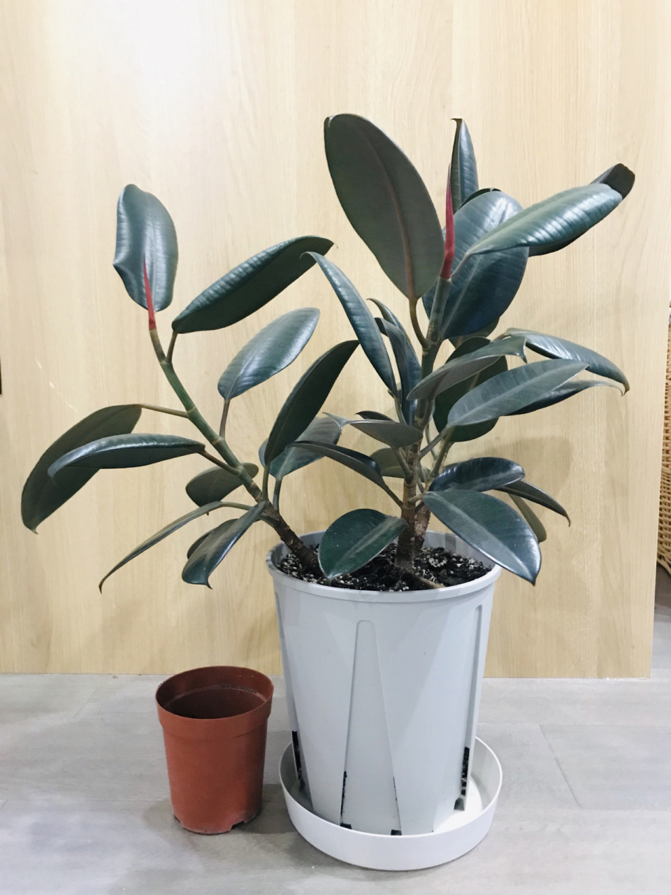 黑金刚橡皮树三棵在一起怎么修剪造型请教 去年5月份买的,换了三次盆