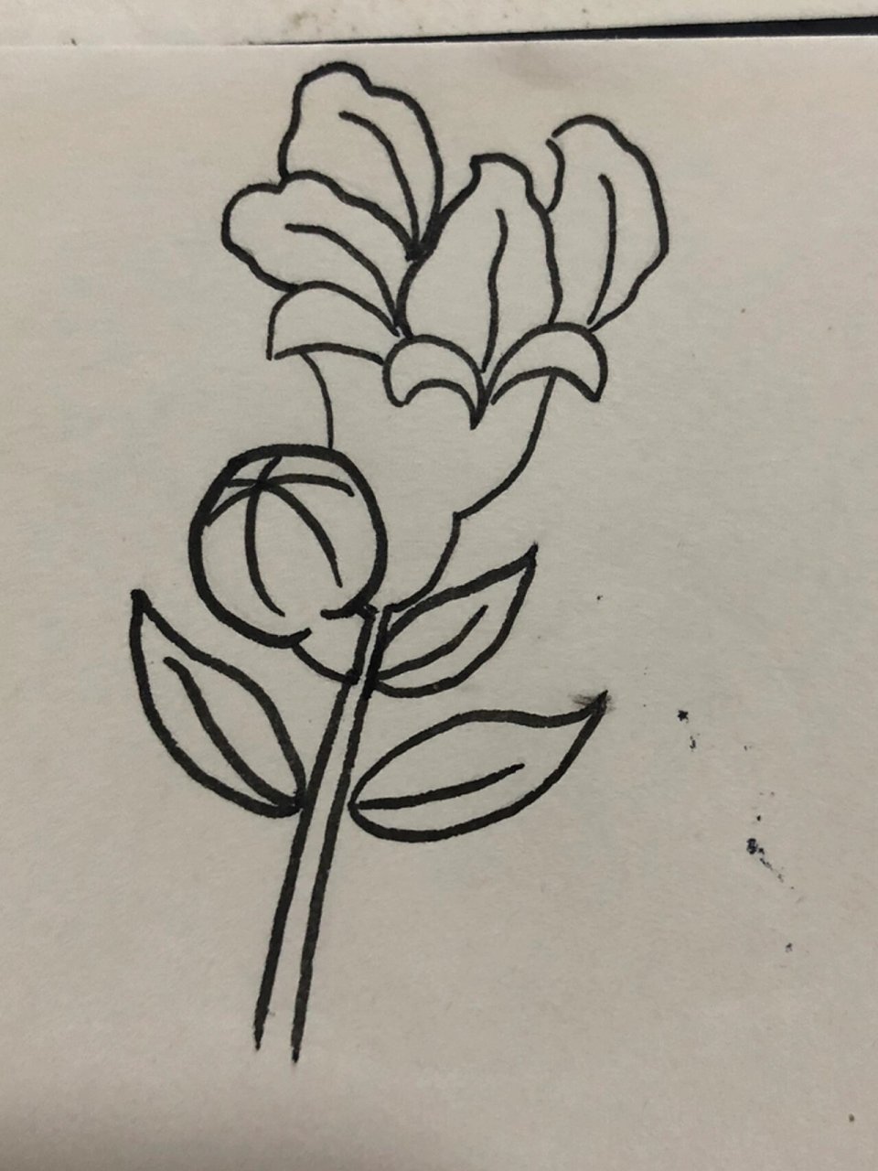 简笔画17/植物篇/石榴花 简单又好看的简笔画, 快一起来打卡啊