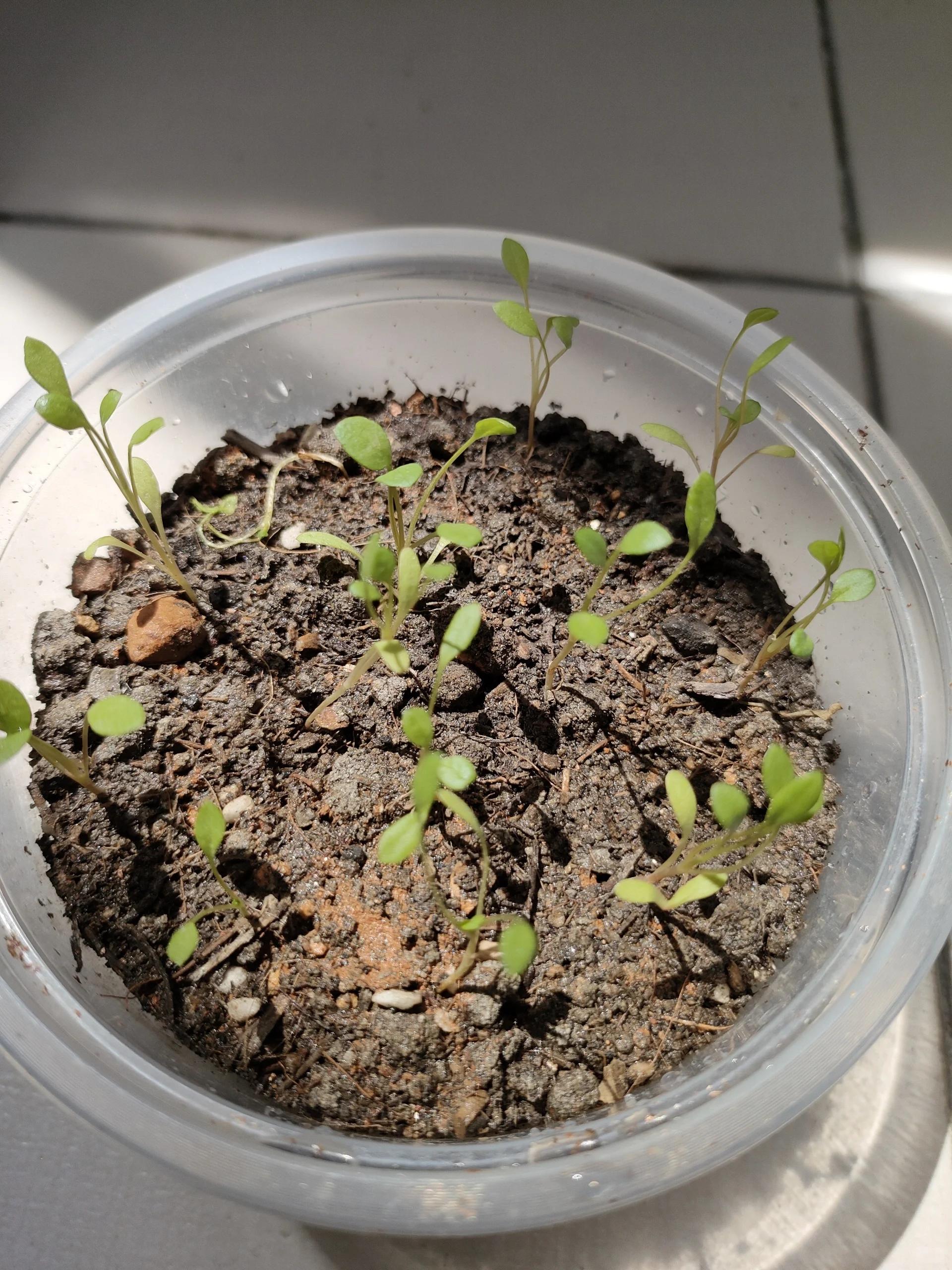 金钱菊移栽计划 总体来说应该算成功趴!