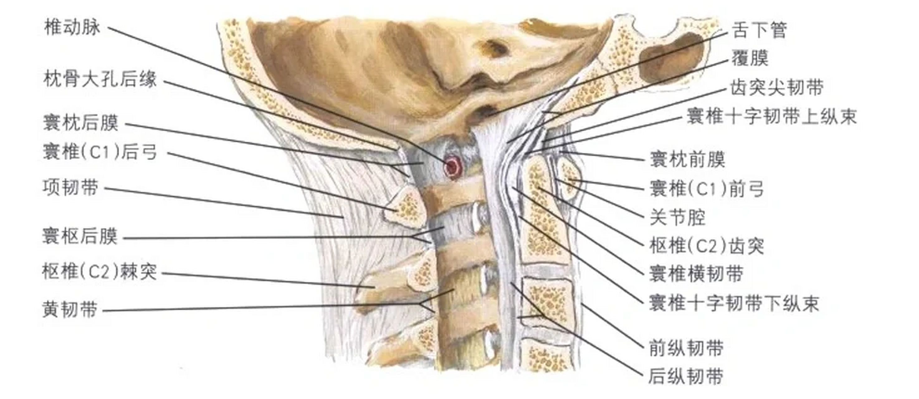 寰椎与枢椎解剖合集