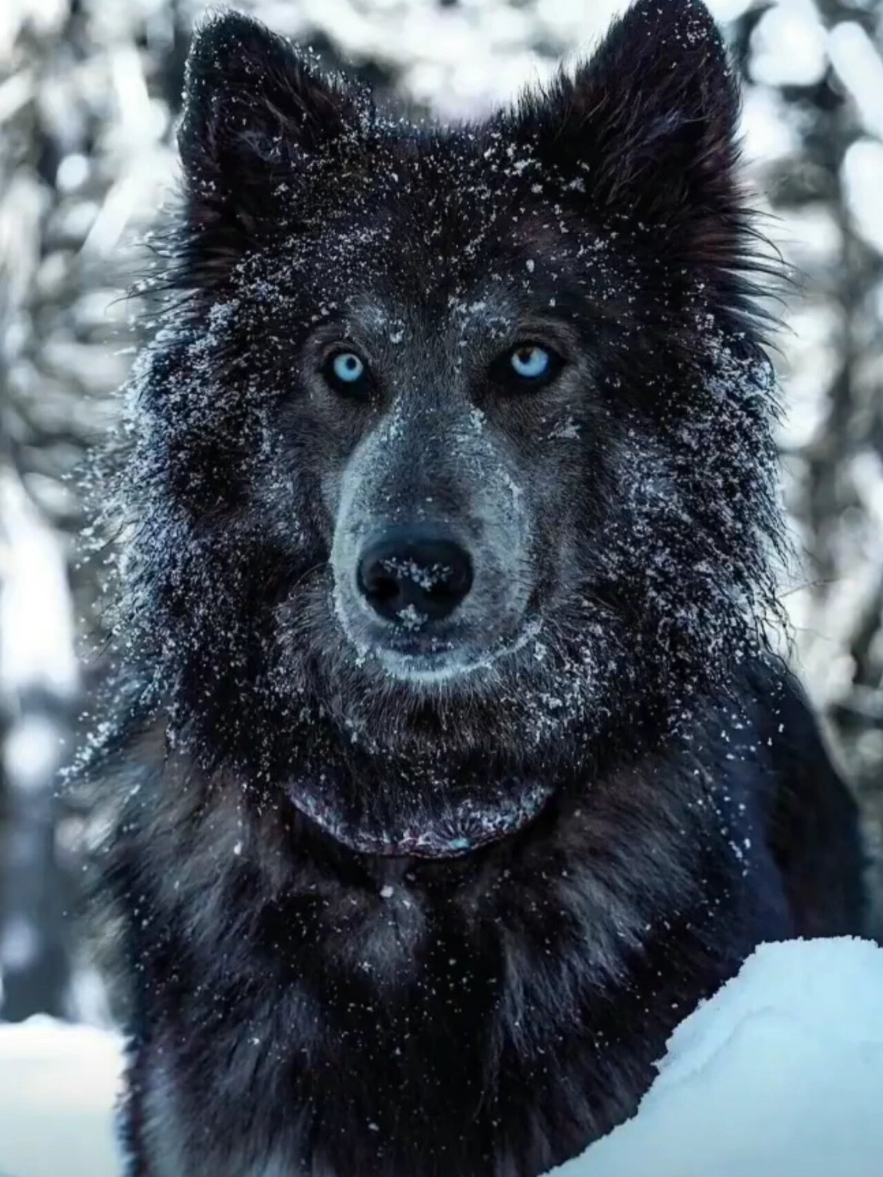 蓝湾牧羊犬真实价格揭秘,没有那么可怕