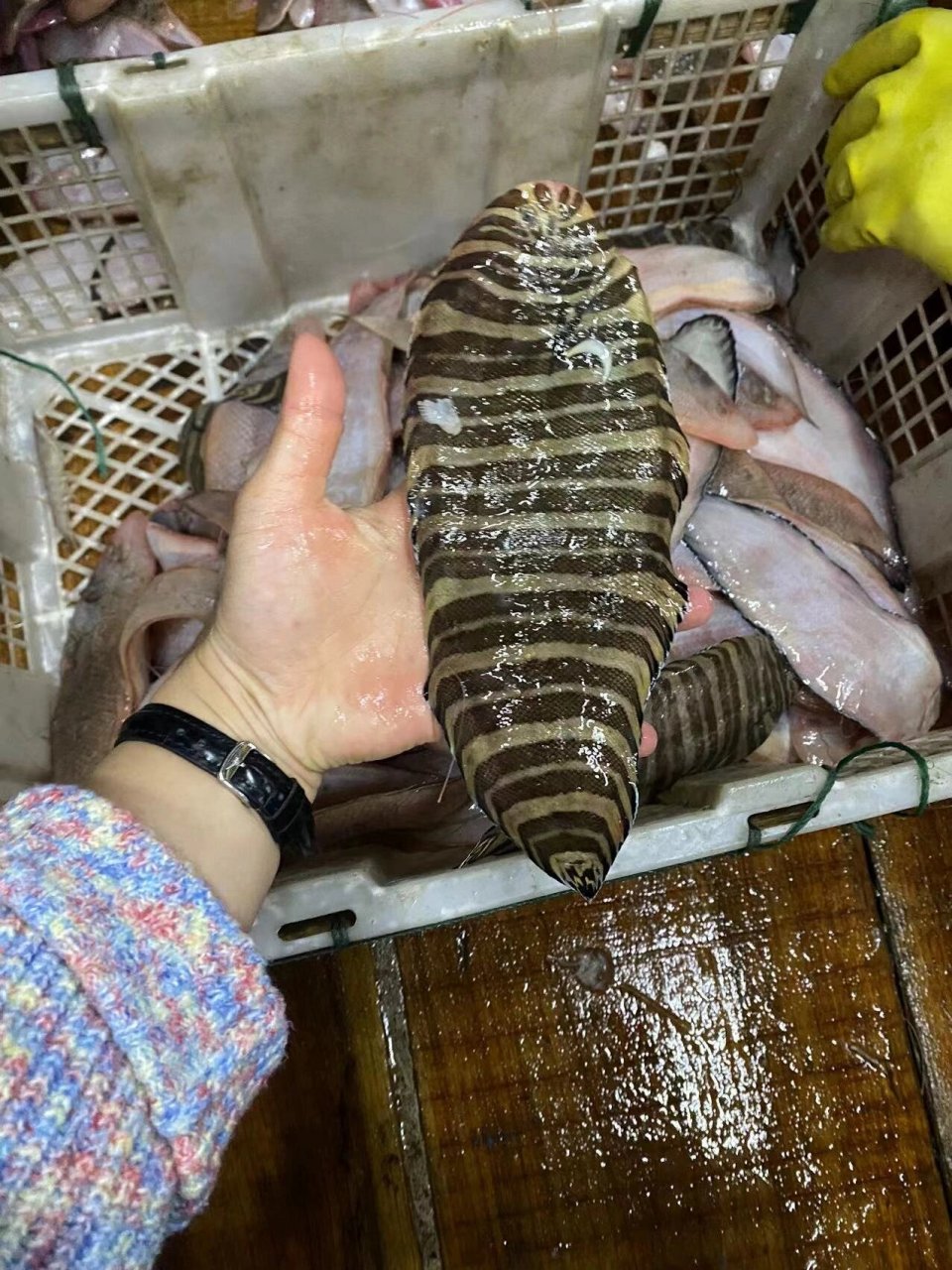 龙利鱼 | 容易被人忽悠买错的鱼 9999龙利鱼是海鱼,是鲽形目-舌鳎