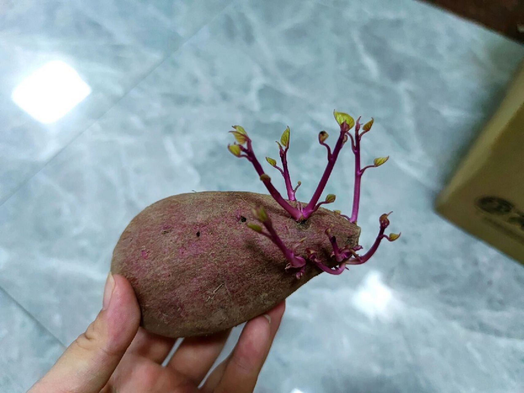 紫薯发芽了还能吃吗图片