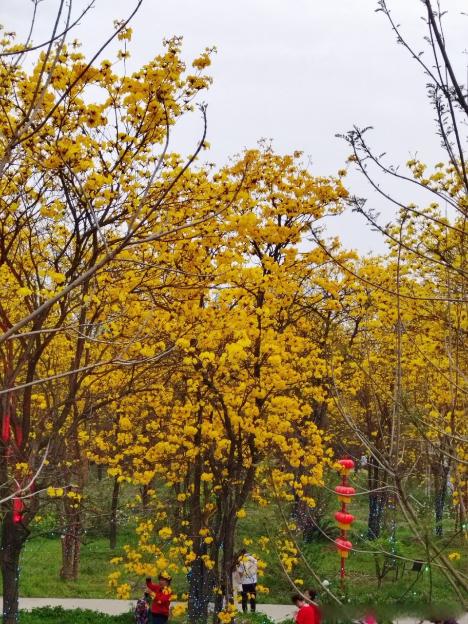 黄花香树上的包包图片