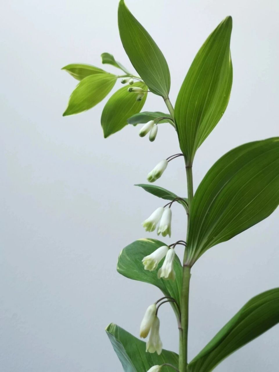 鸣子百合 (又名:斑叶玉竹)可入药,枝叶为高级花材,气质高雅,花开后像