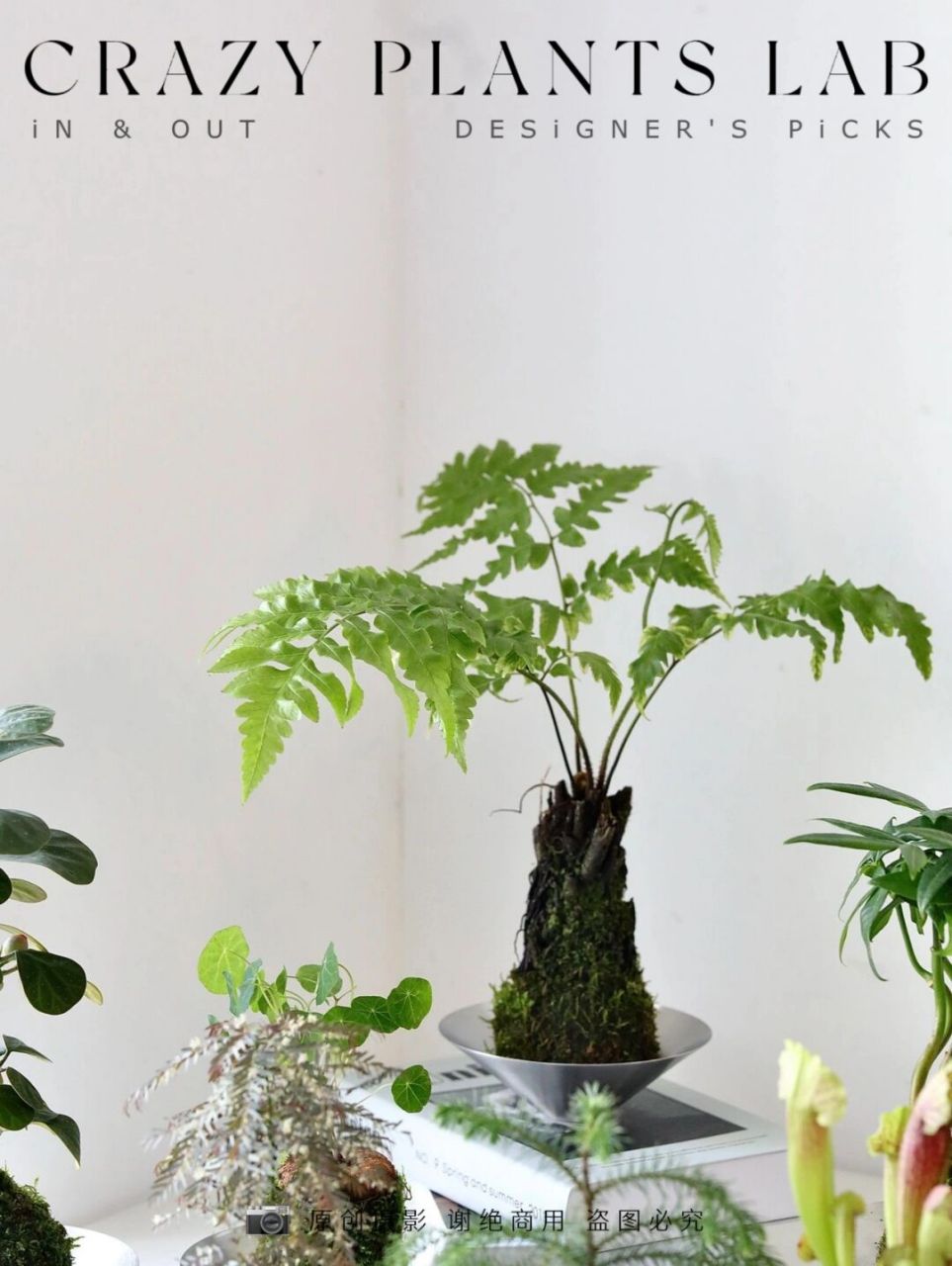 好养又高级的伞叶水蕨桌面盆栽!