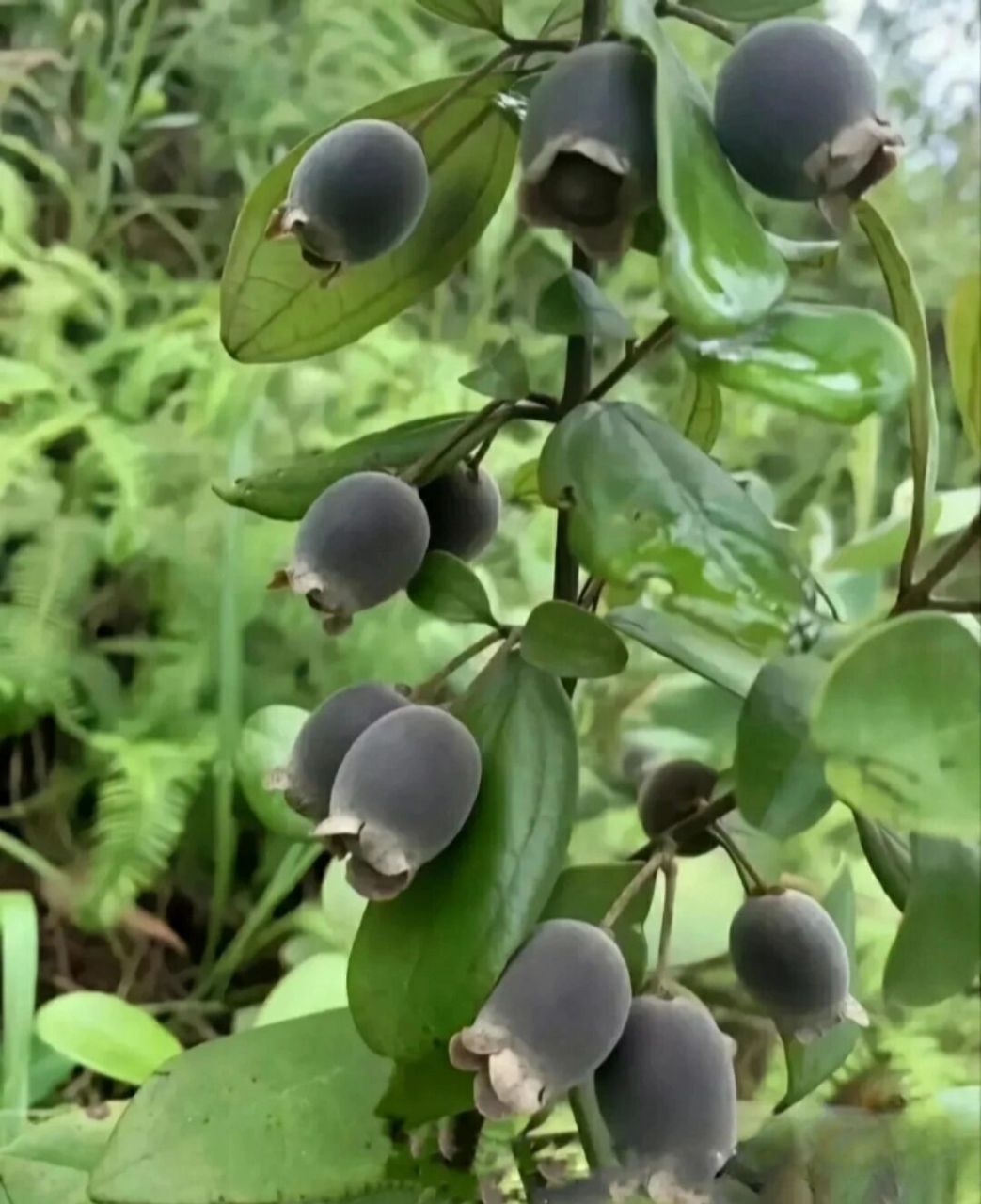 南方的朋友回避一下 北方的朋友们,这是我们南方的"蓝莓"捻子.