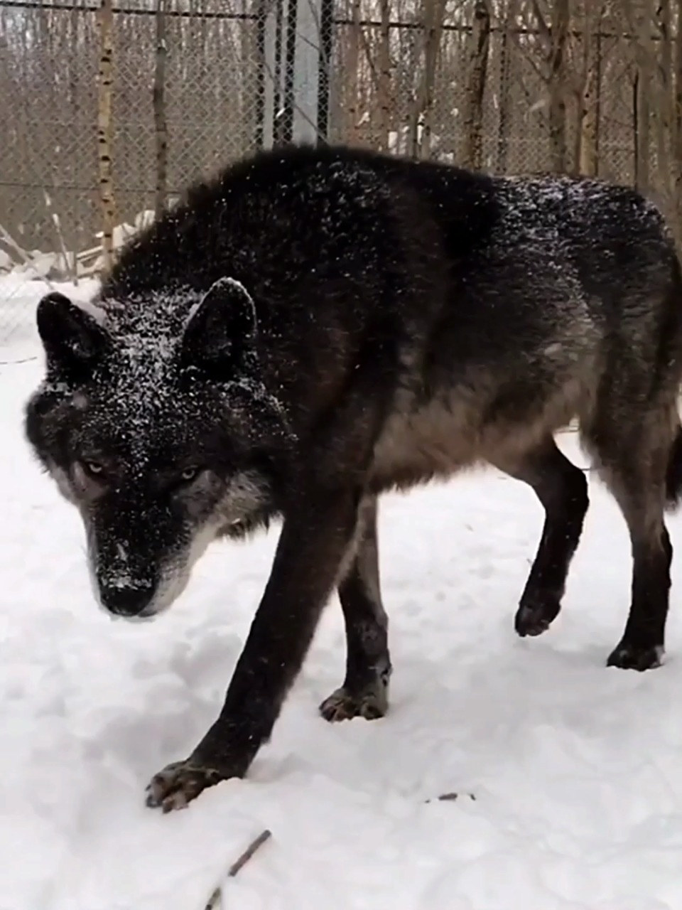 北美印第安狼犬