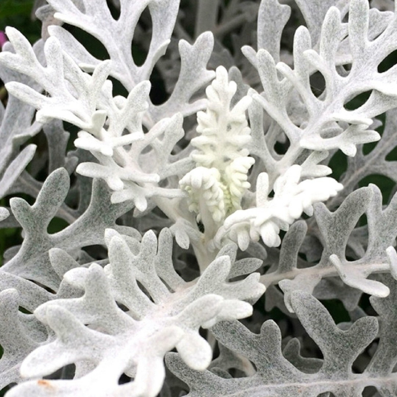 自带高级感的植物银叶菊,手捧花婚礼花必用 因为银叶菊自带高级感