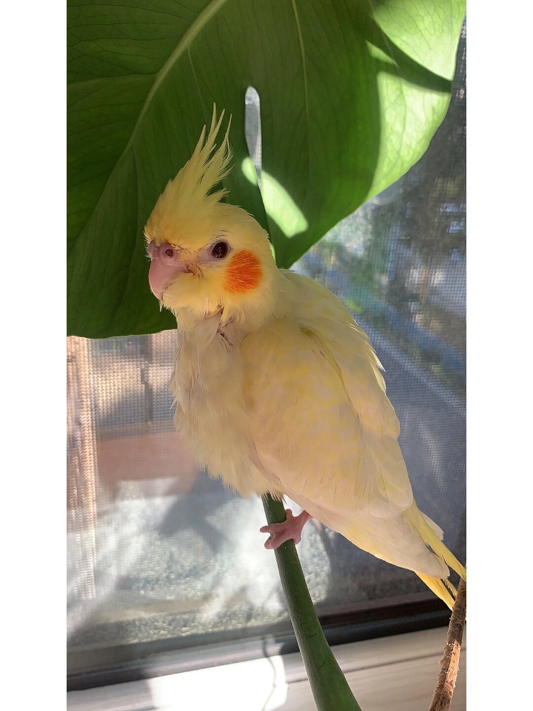 玄凤鹦鹉蓬毛都在什么时候呢?