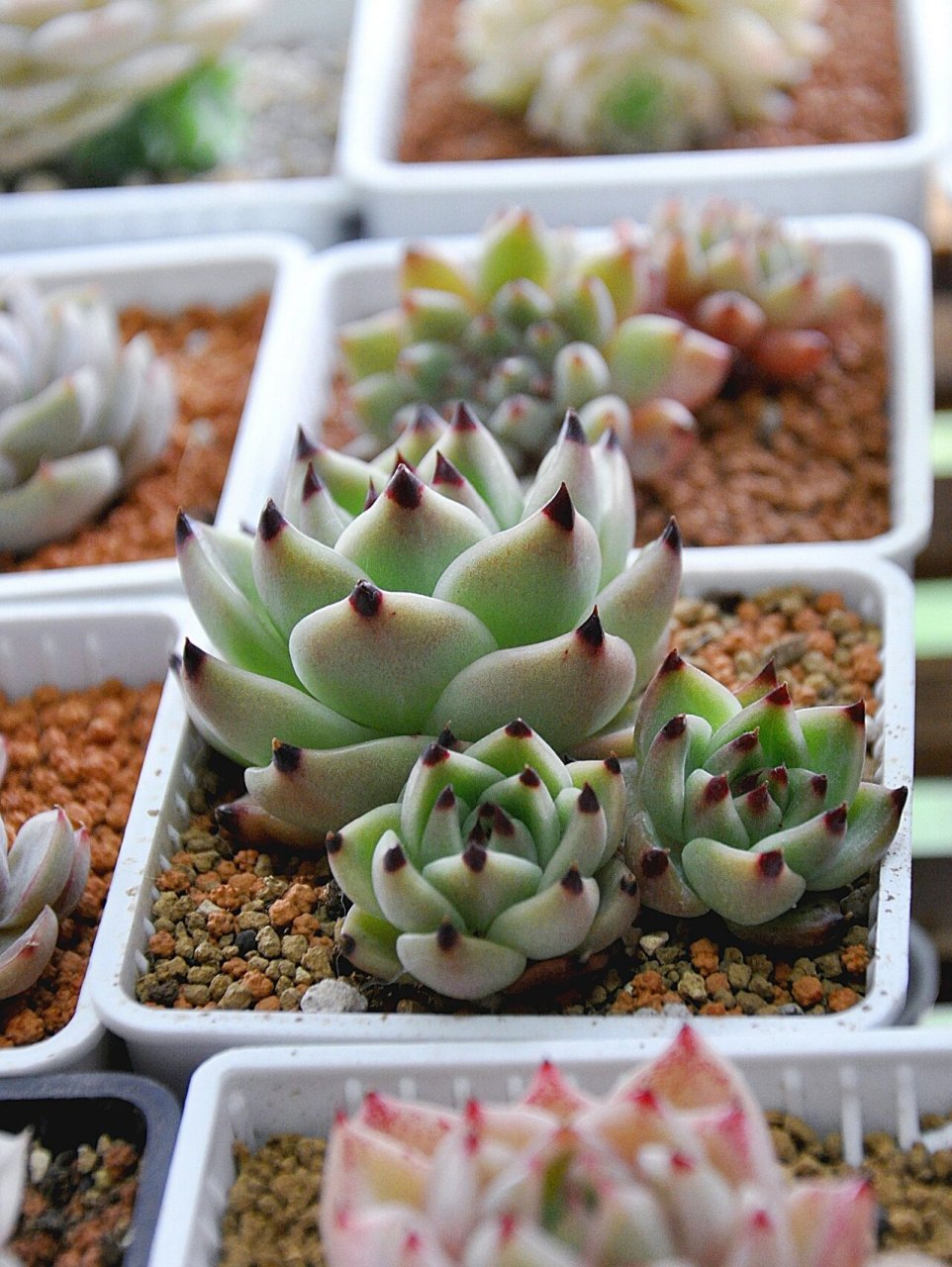 多肉蓝龙丨美原来这么简单97 蓝龙是景天科多肉植物,株型是标准莲座