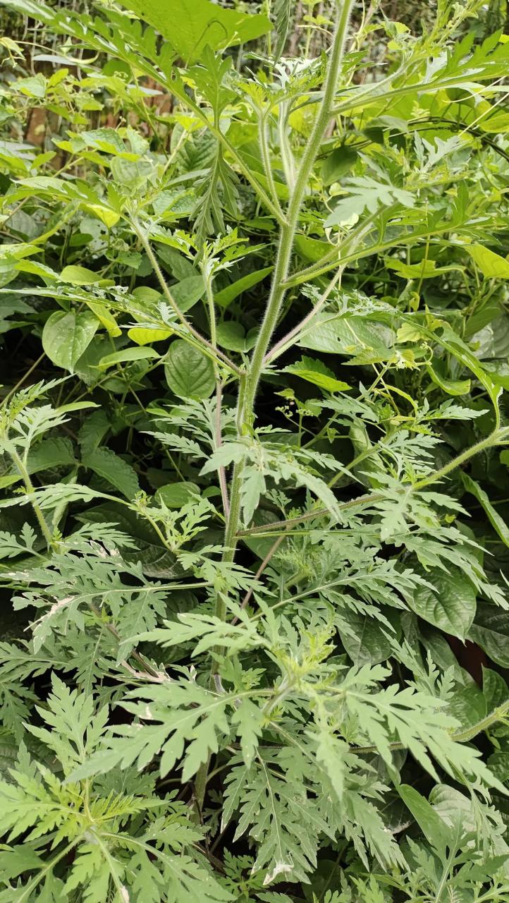 蛔蒿,提炼宝塔糖的一种原材料,虽然他也带一个蒿子,但是和艾草有着