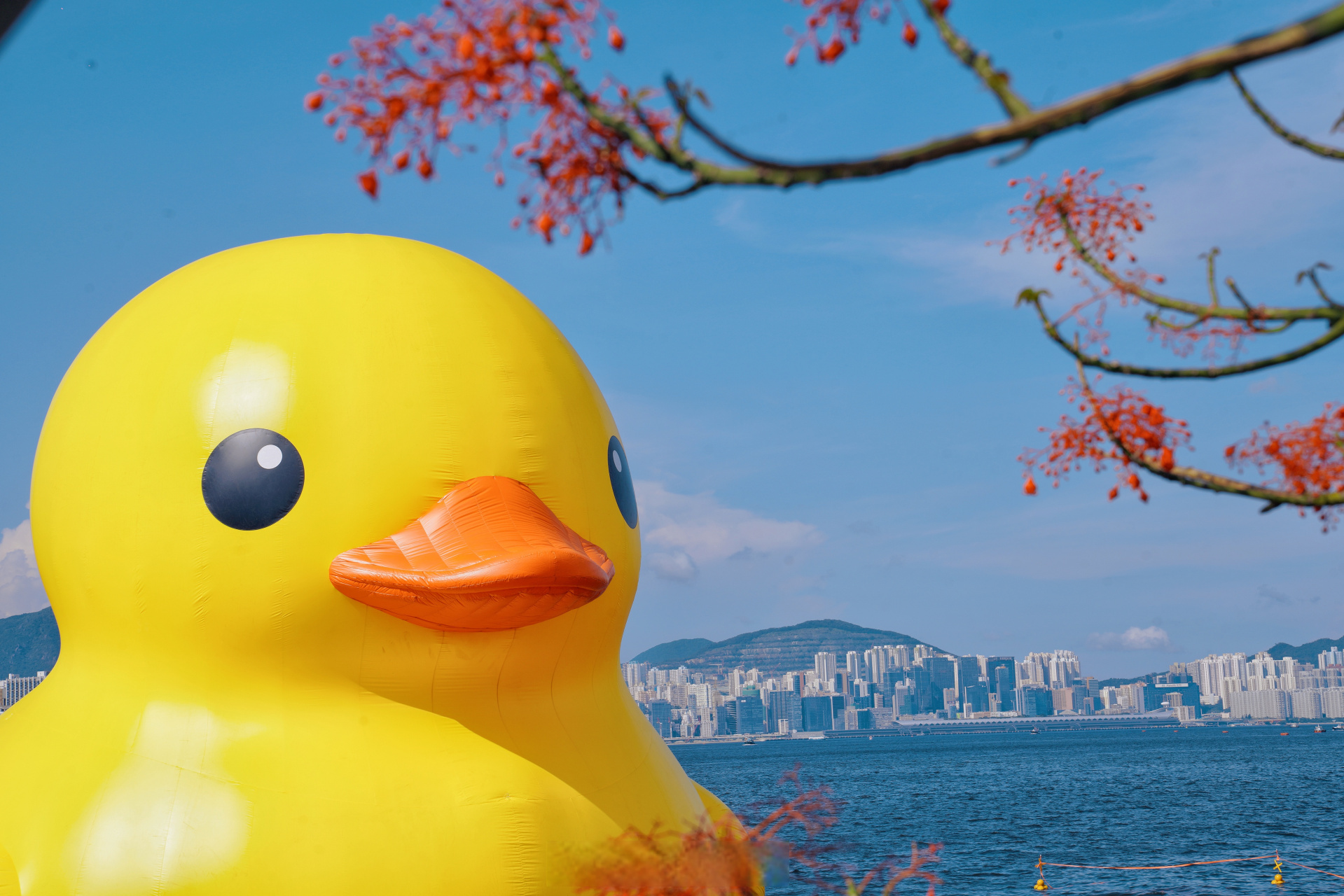来香港一定要打卡超火的大黄鸭!