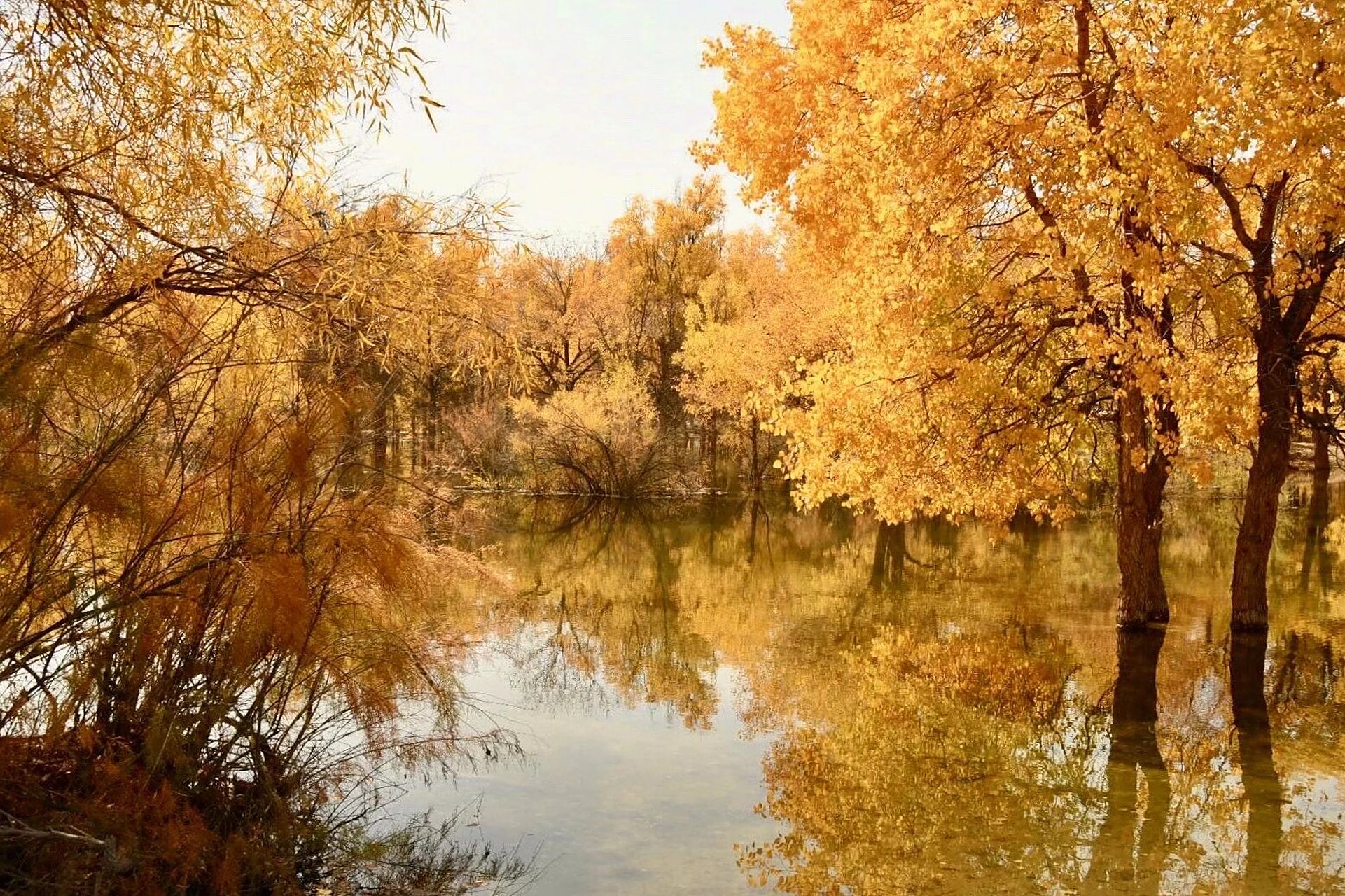 小众唯美的金塔胡杨林,绝不输额济纳胡杨林 78我是去年十一去的3个