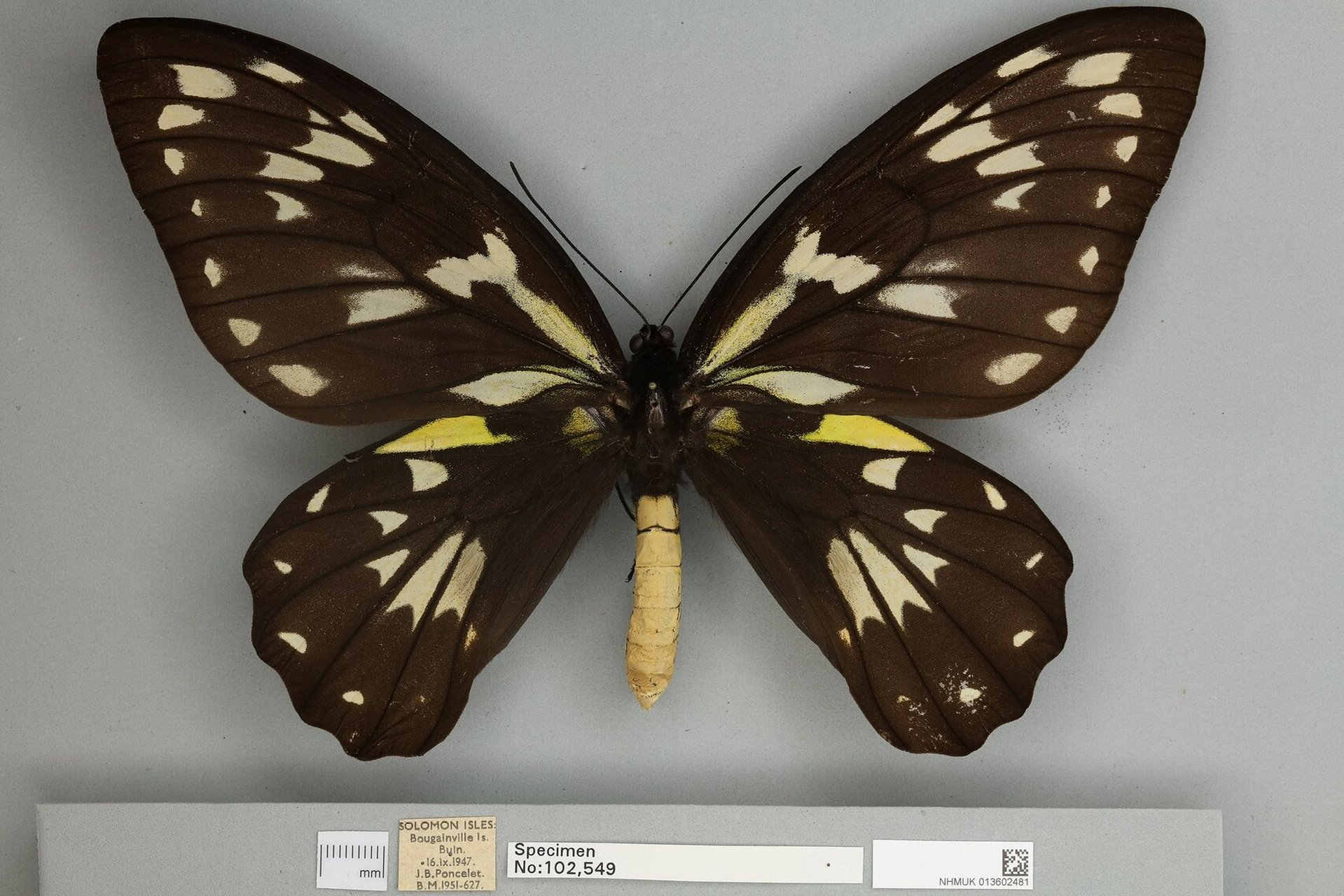 維多利亞 維多利亞鳥翼蝶 ornithoptera victoriae cites·附錄二