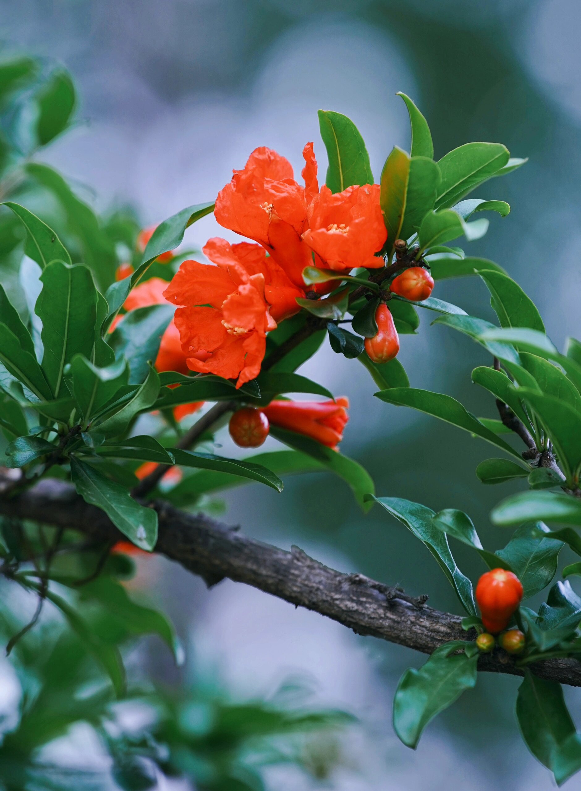 石榴花品种大全大图图片