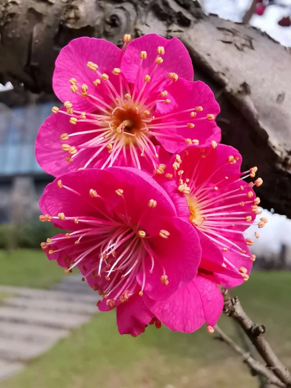 朱砂梅有许多变种,如红蕊朱砂梅(红芯朱砂梅,白蕊朱砂梅