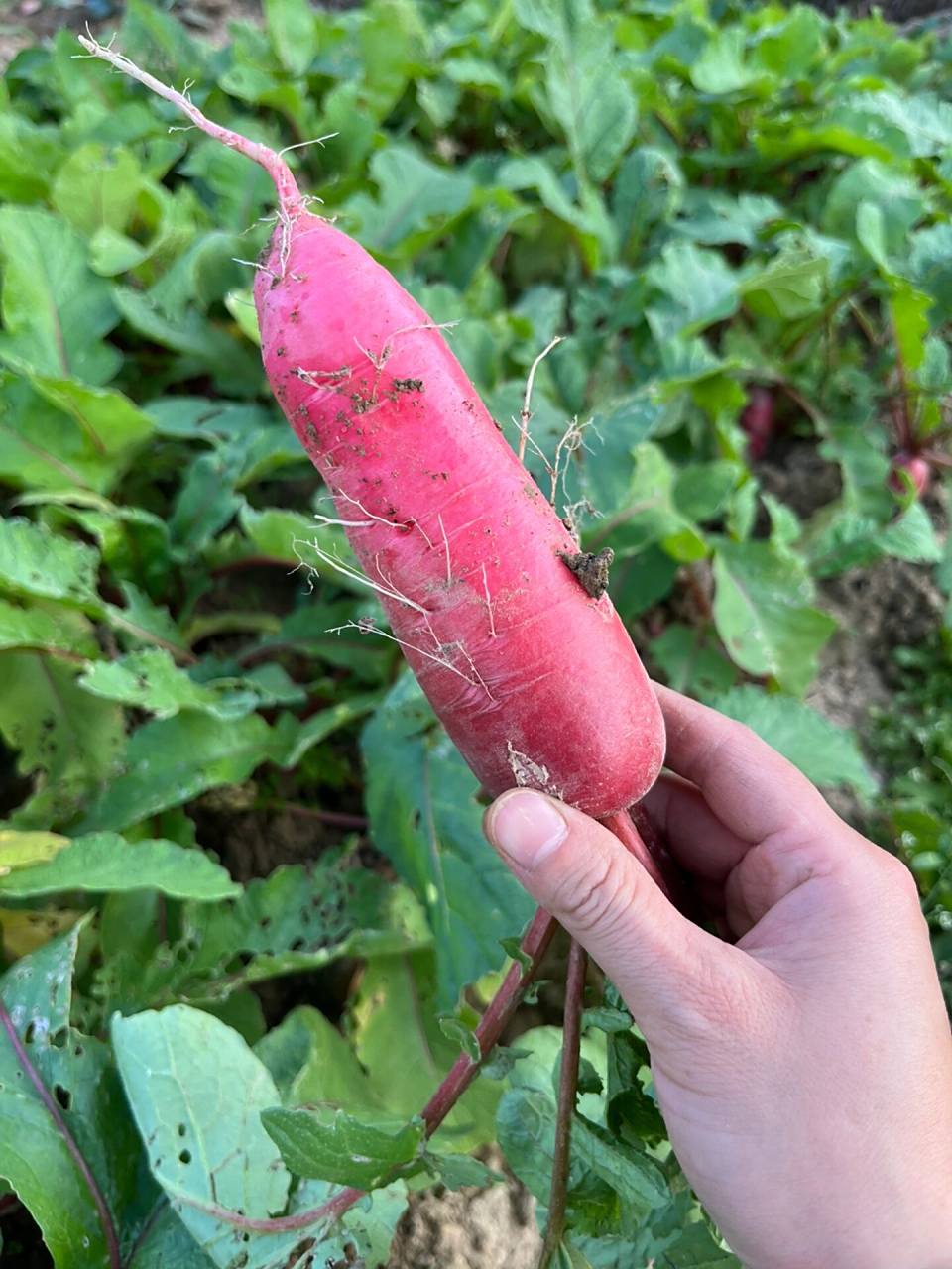 水萝卜的图片 一位北方朋友给的萝卜种子,说可以生吃,叫水萝卜 我还没