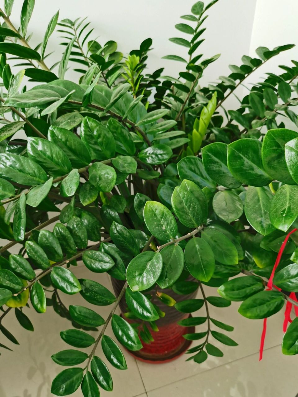 金钱柳又开花了 随便养养就长这么大了