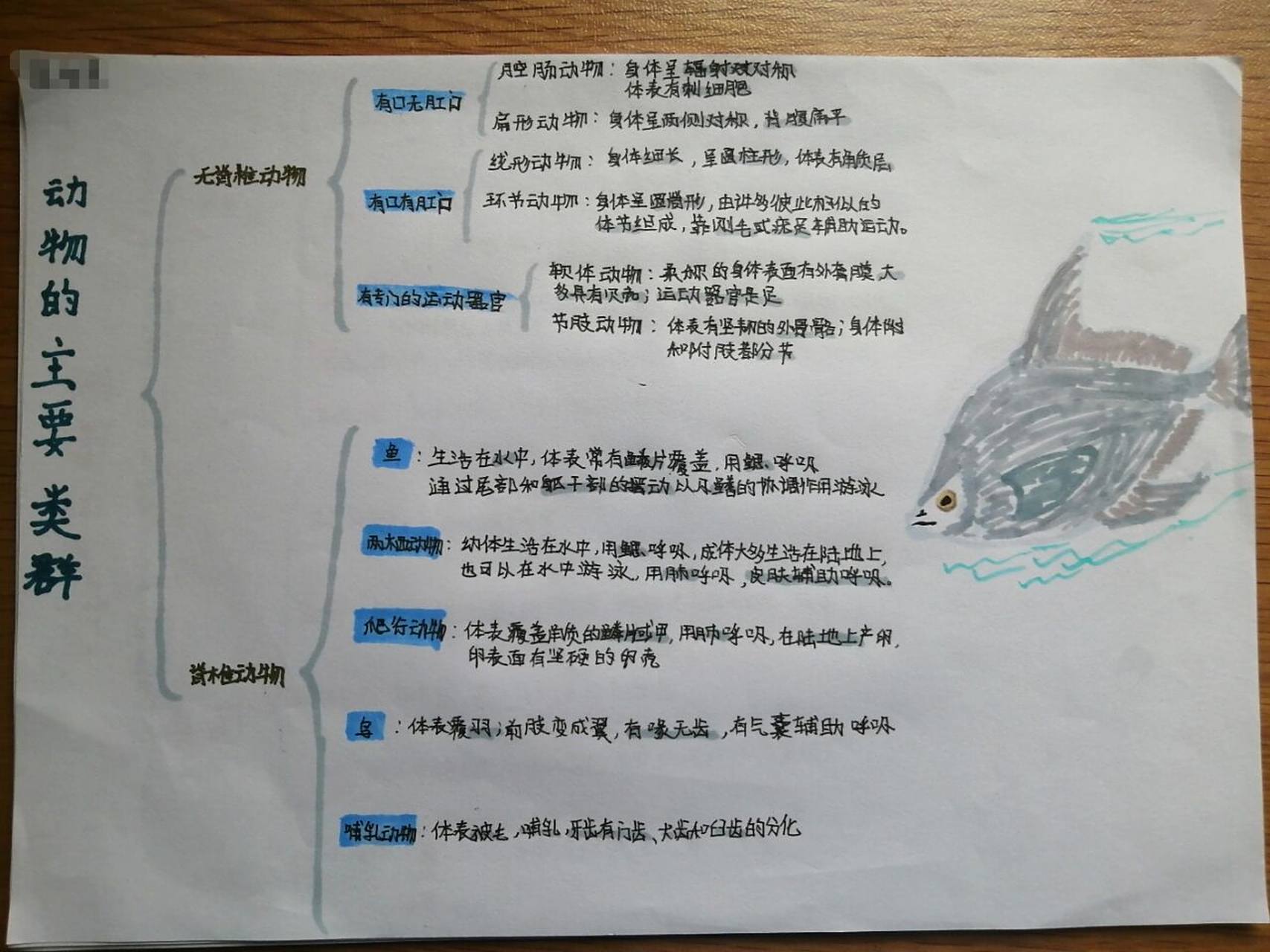 八上生物第一章思维导图人教版 可供预习,复习用,署假作业有画思维导