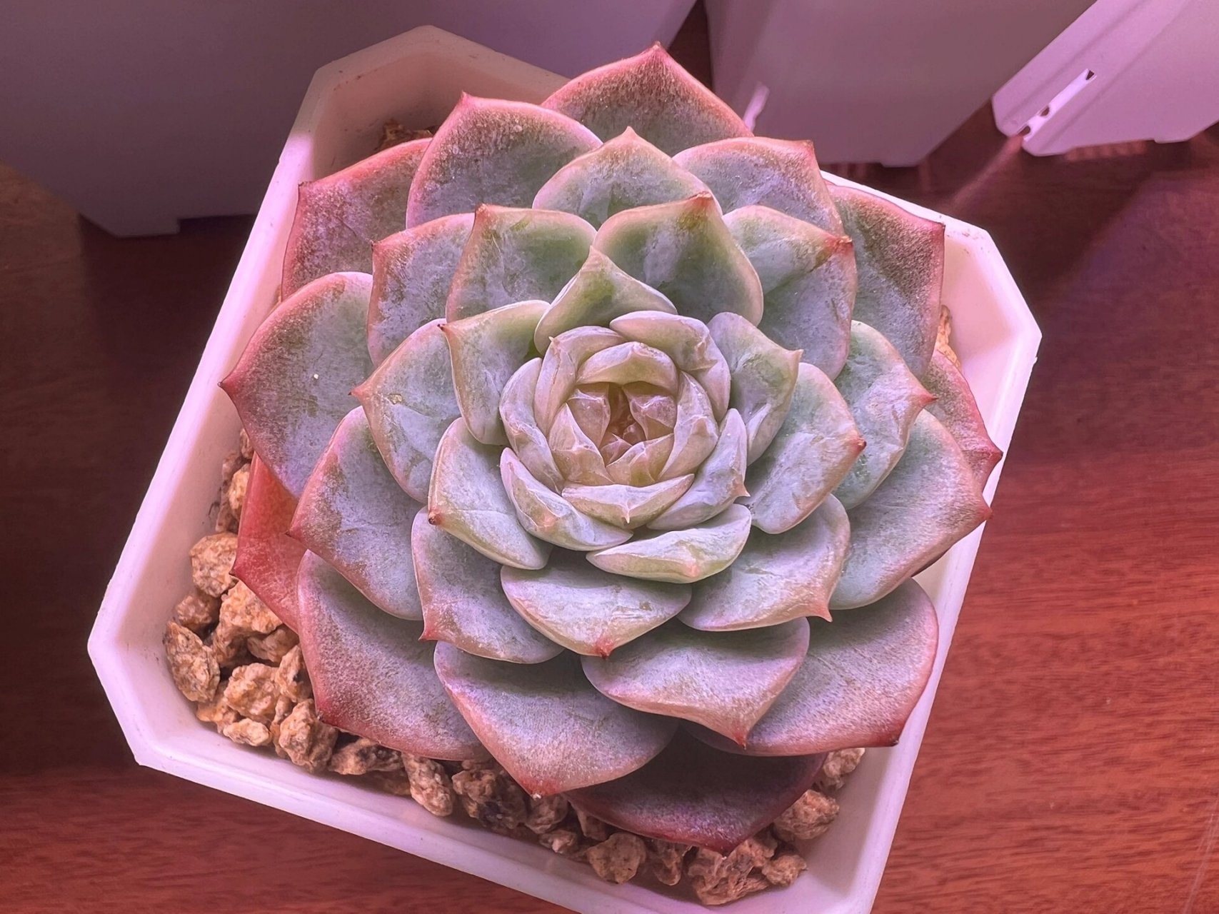 纯情多肉纯爱多肉韩国纯爱 腾地方清多肉 纯情多肉又叫韩版纯爱 夏天