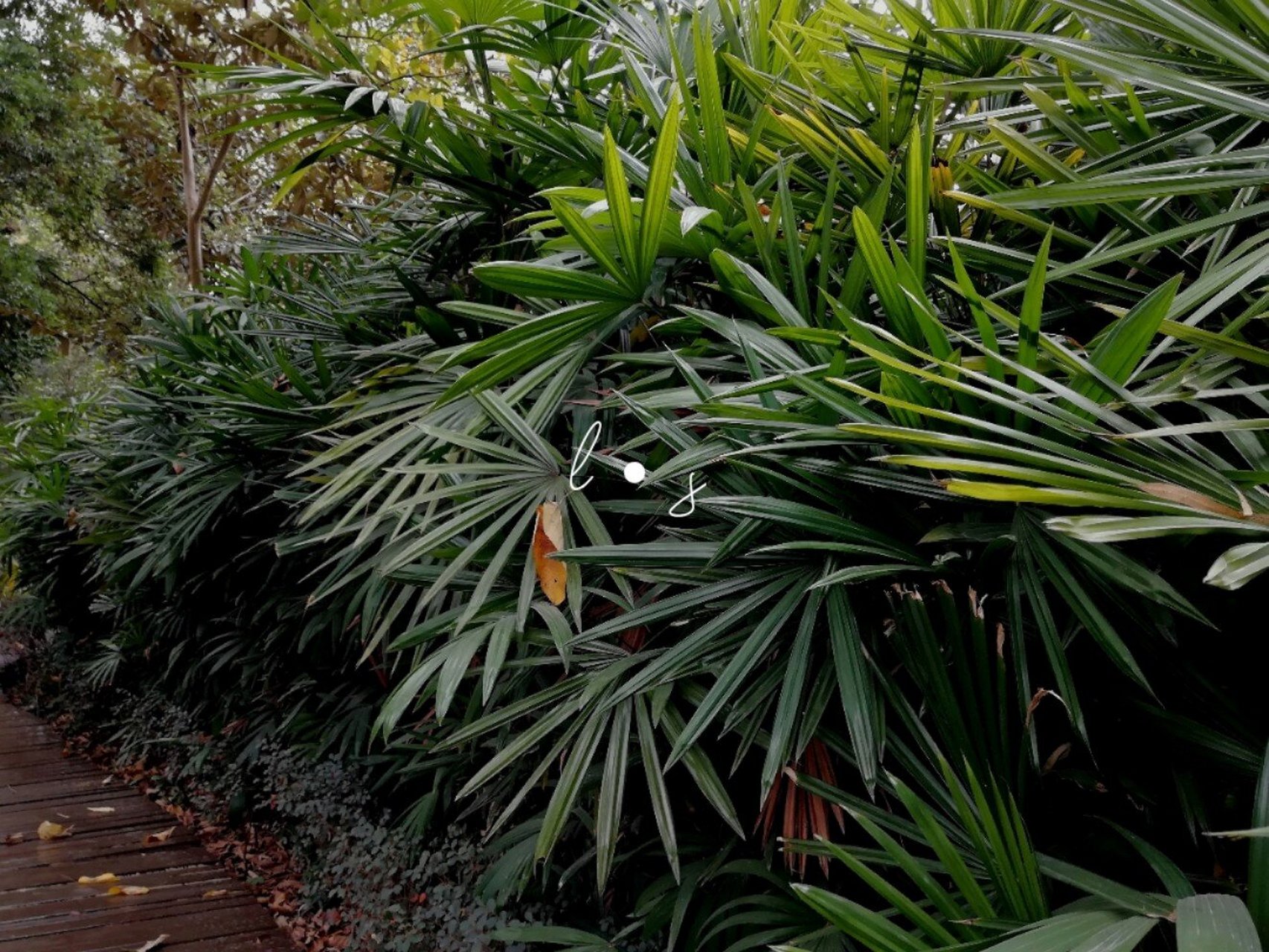 棕竹 棕竹  科属:棕榈科 棕竹属 别名:观音竹,筋头竹,裂叶棕竹 形态