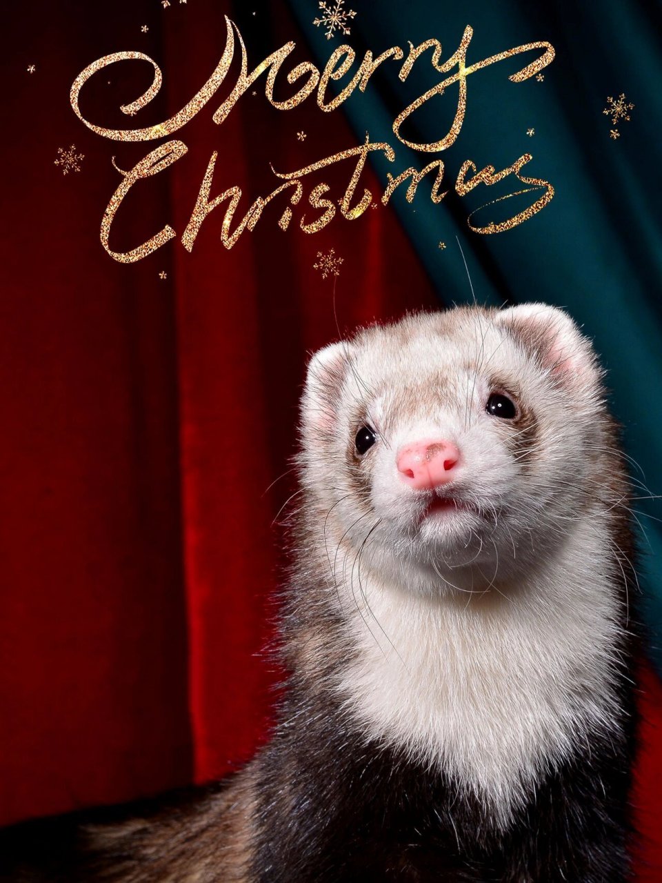 安格鲁雪貂圣诞写真宠物摄影宠物貂拍照上海 宠物摄影工作室爱宠萌宠