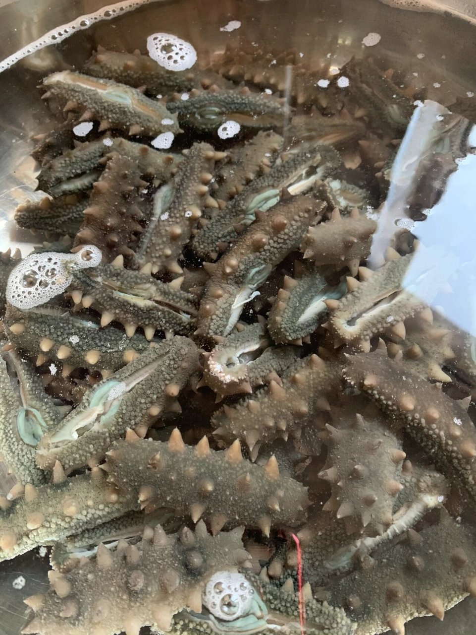 关于海参的泡发率 随手拍几张图片,代表我对獐子岛野生海参的喜欢😘