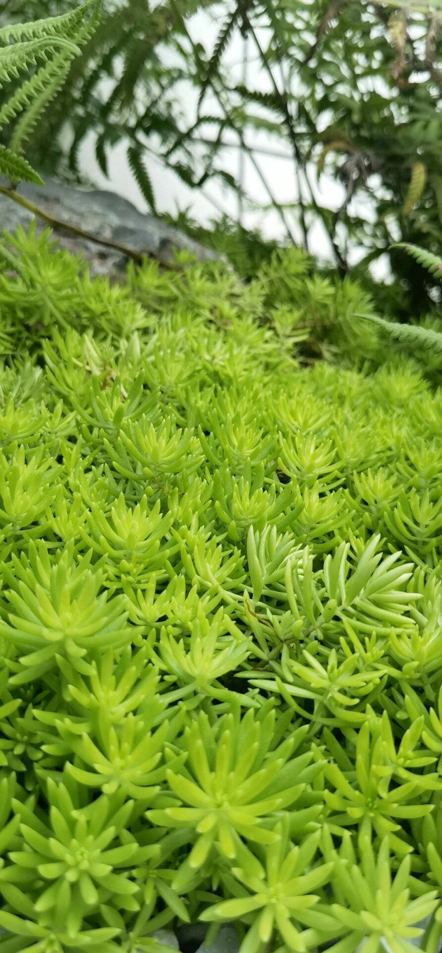 佛甲草——设计师强烈推荐的地被植物