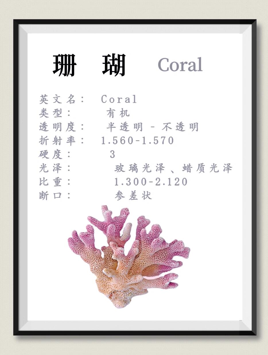 科普丨每天认识一种宝石之珊瑚04