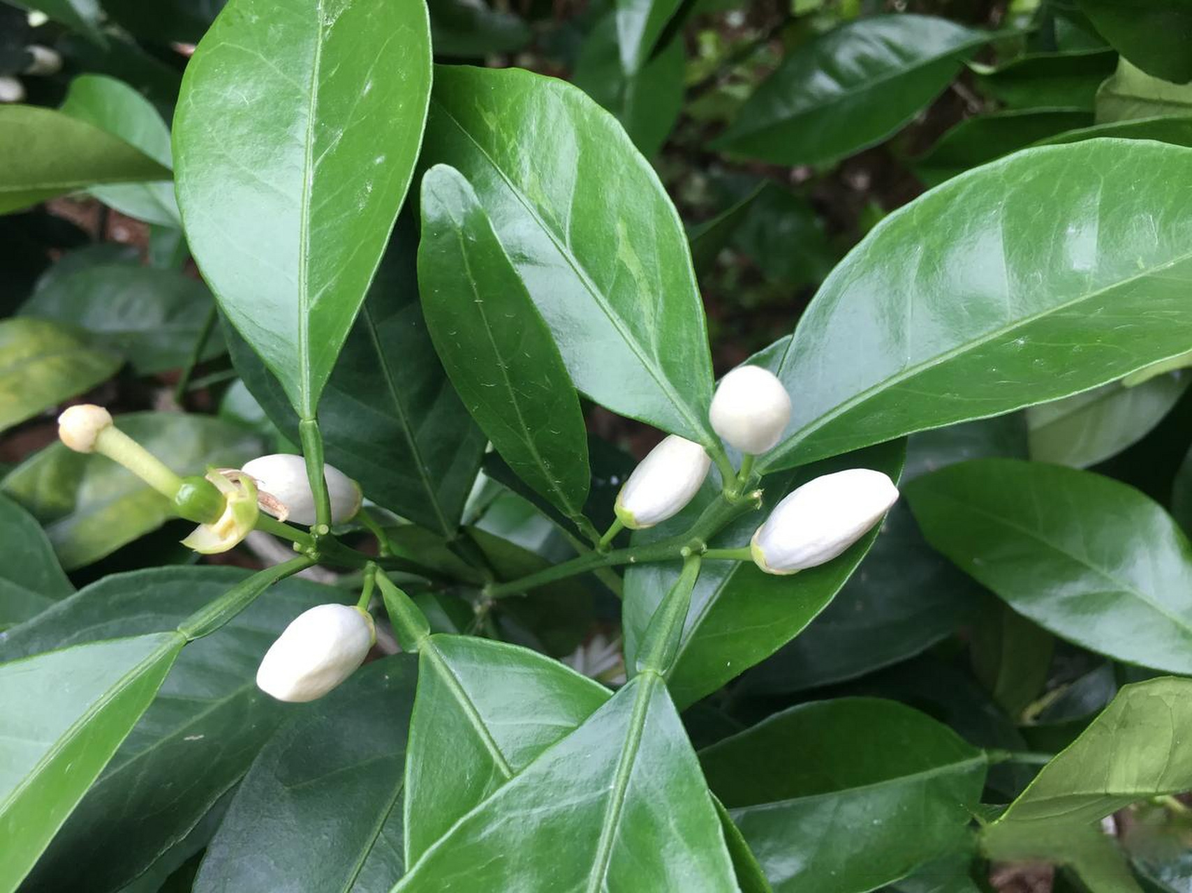莺飞草长花吐蕊