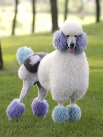 犬种介绍~贵宾犬 96别名:贵妇犬 泰迪 寿命:13-15年 难养指数