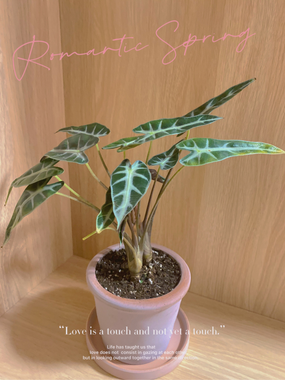 小仙女竹芋02 最近新入了一盆竹芋,被它的颜值迷住了,今天植物小白