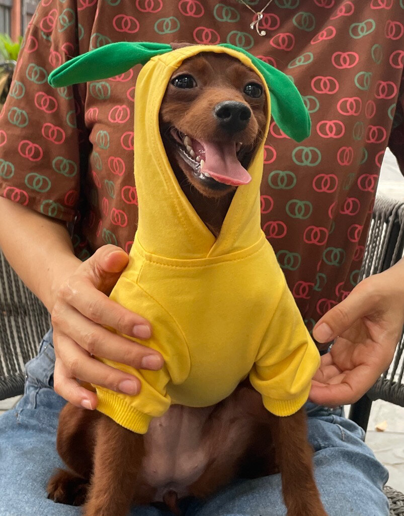 泰迪小鹿串串 遮住泰迪耳就是小鹿犬啦