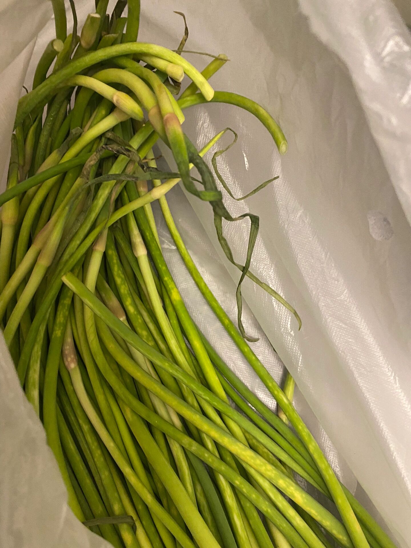 蒜苔这样还能吃嘛