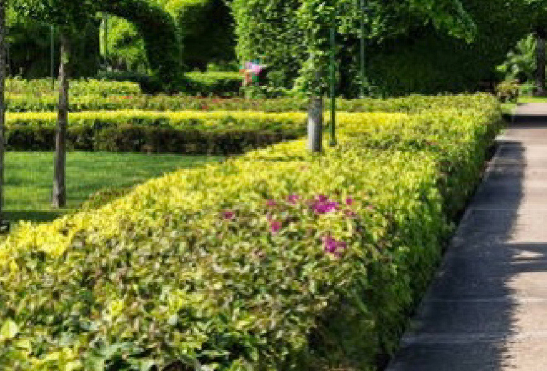 灌木"草块"绿篱类:1.注意体块透视关系,2.