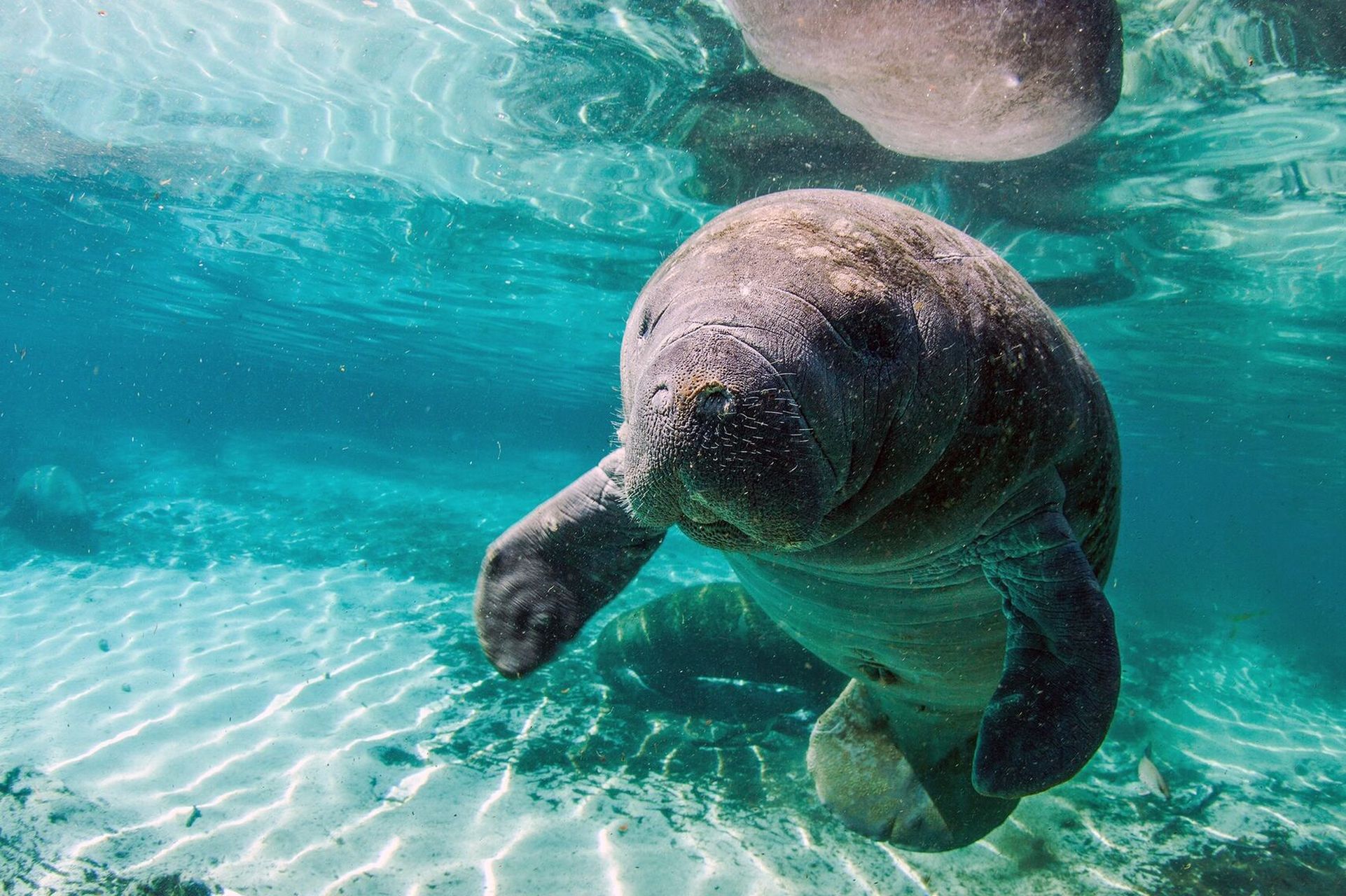 西印度海牛 98 fantasea·奇妙海洋 	 23.