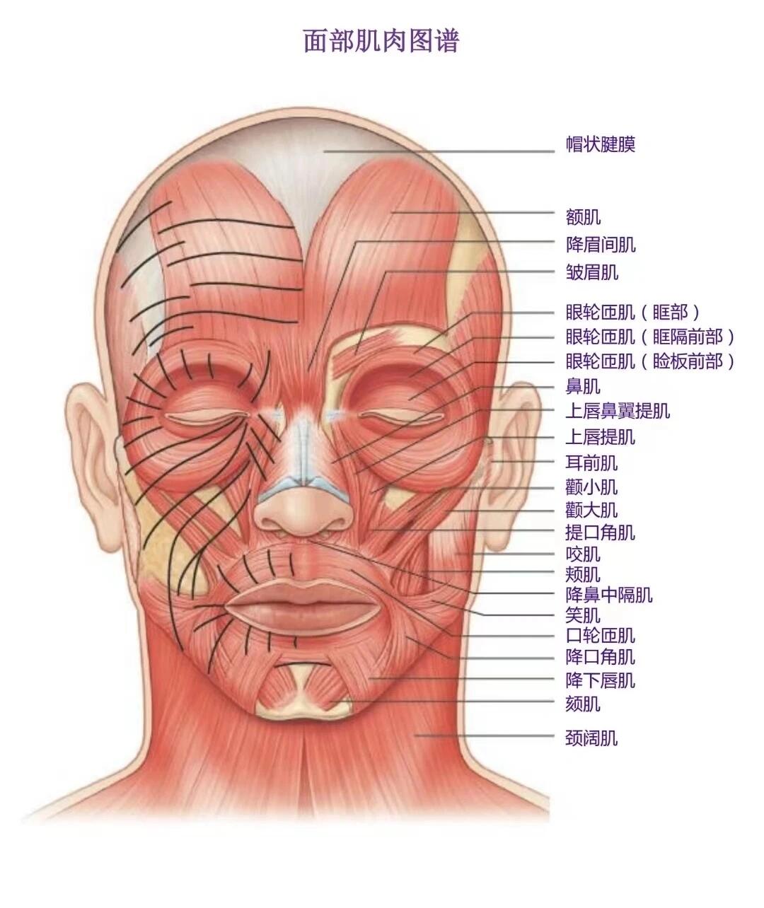 额部的位置图片图片