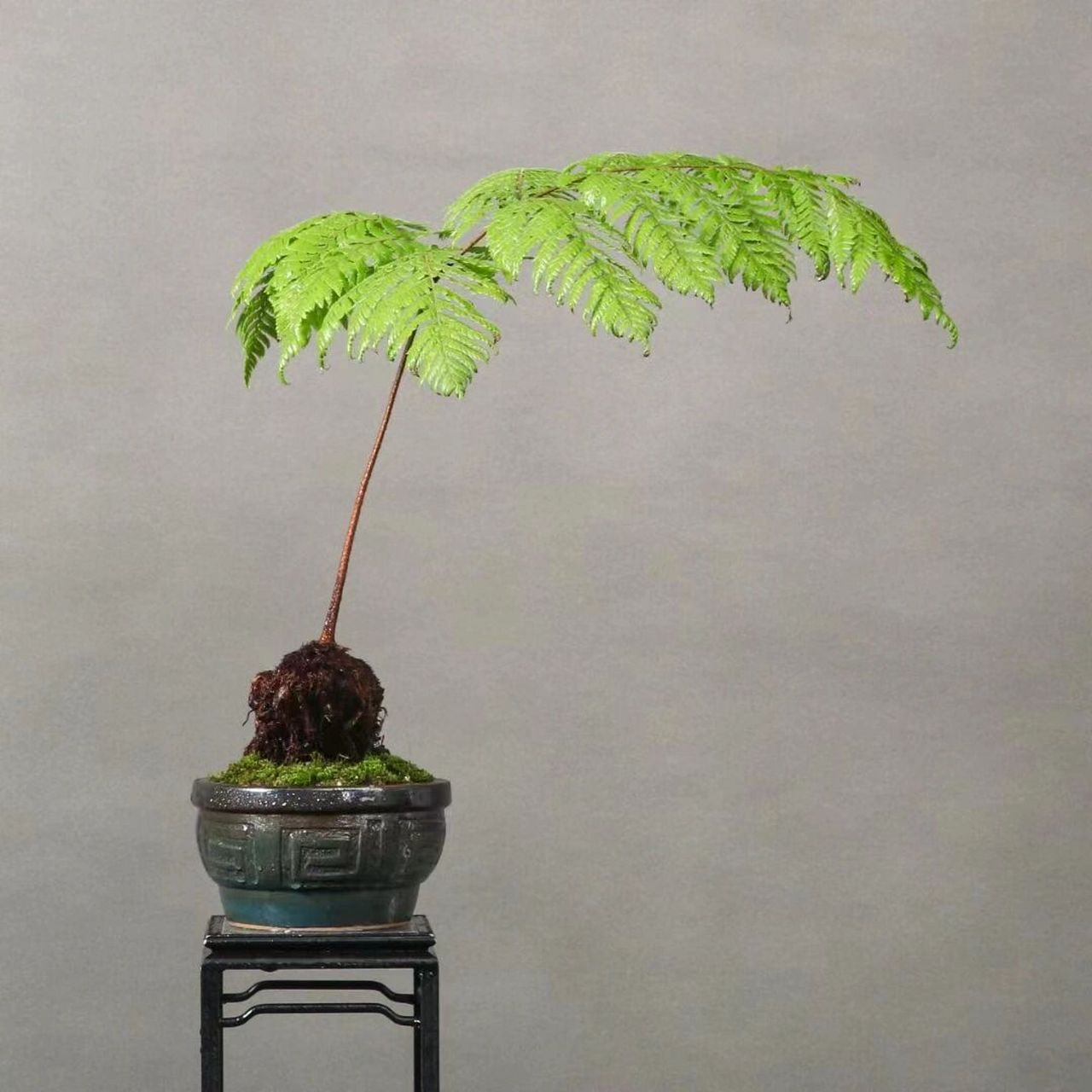 大头红鳞蕨,室内盆景,多年生草本植物,耐 大头红鳞蕨,室内盆景,多年生