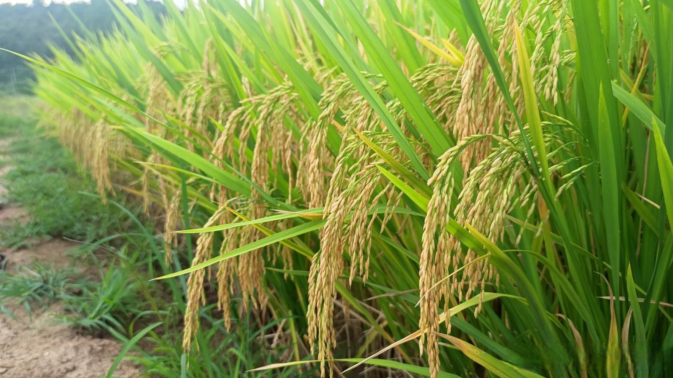 好的,以下是一篇关于"水稻穗粒肥的施用及对产量的影响"的文章:  标题