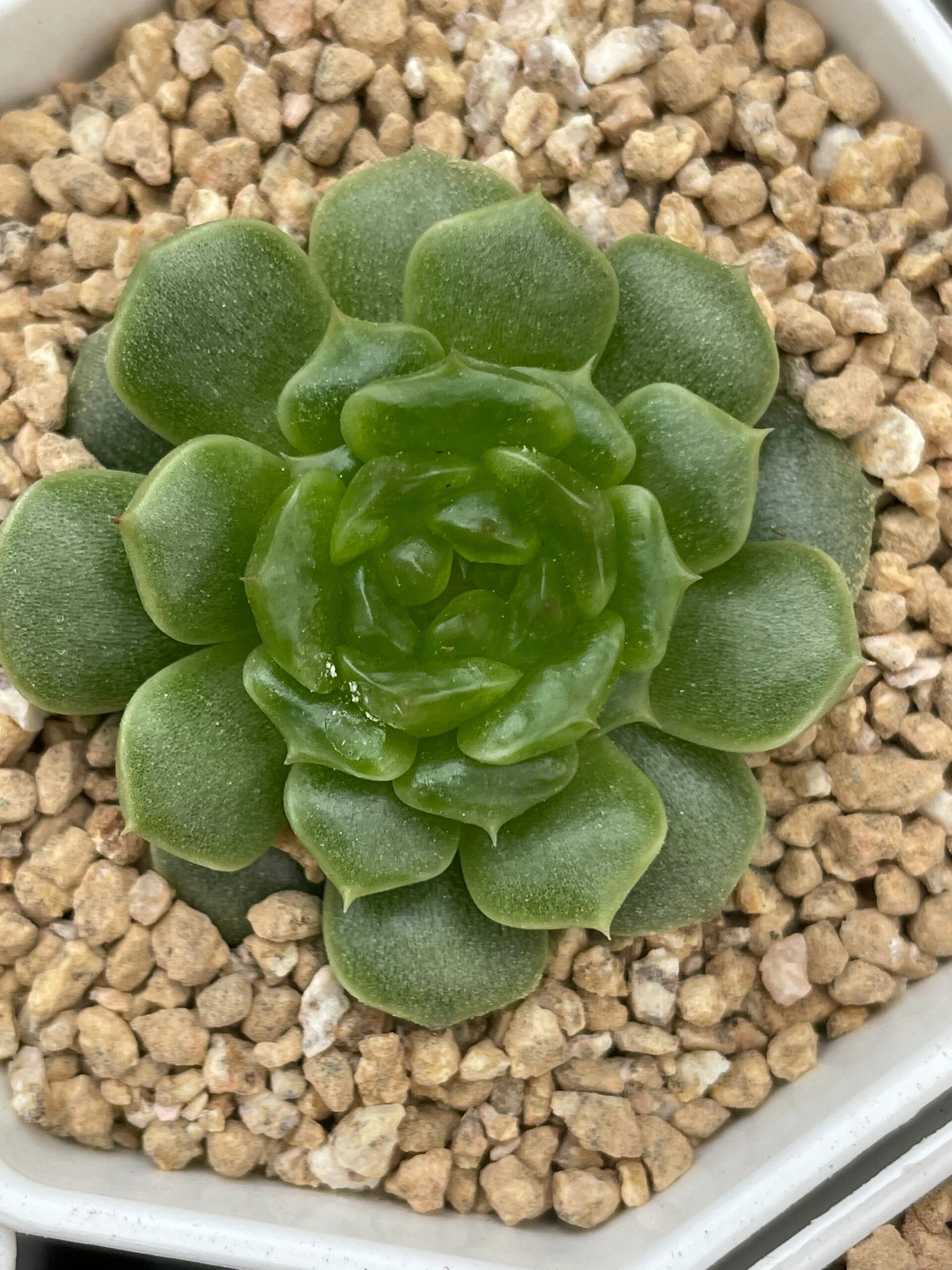 q农场珍妮糖心精品上新喽 各种冰透个体,99秋阳园艺 12:30上新,有