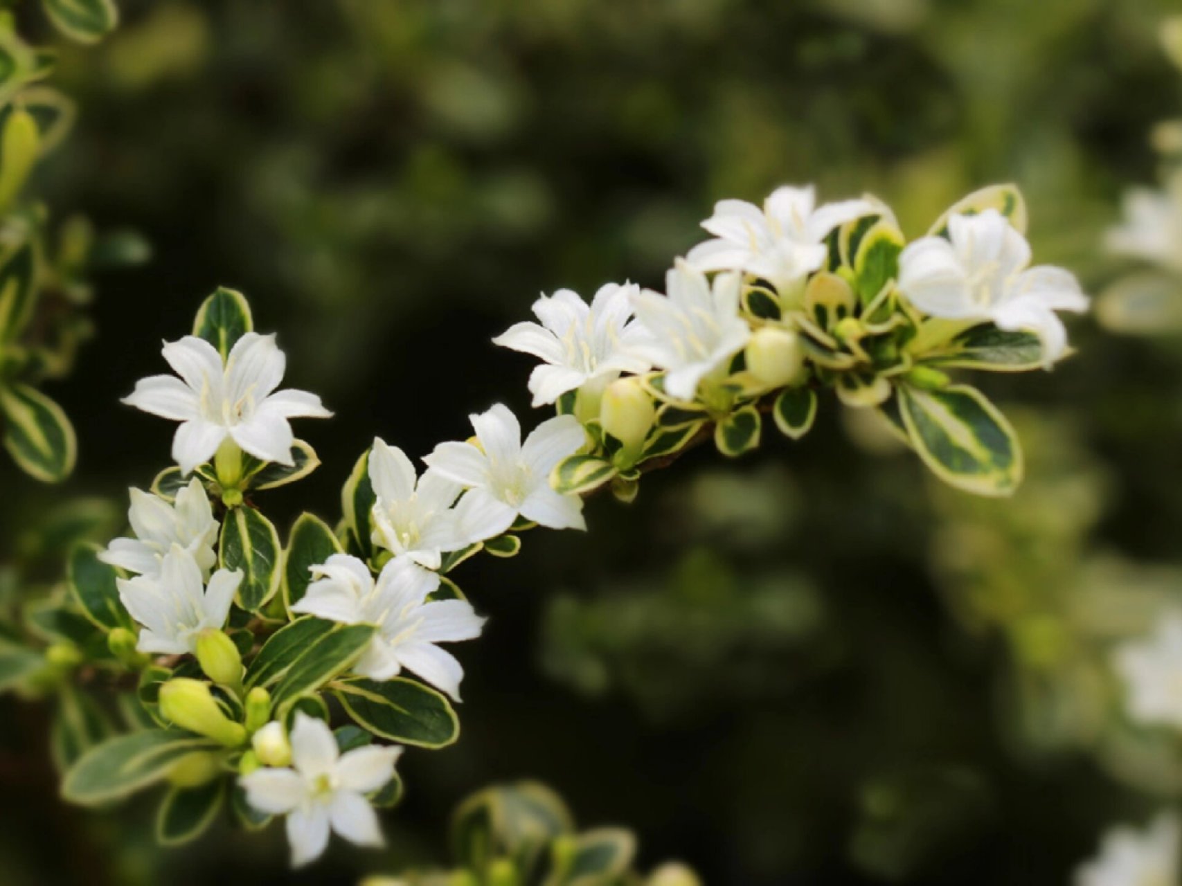 六月雪完全养护手册 97别称 满天星  白马骨  碎叶冬青 97品种