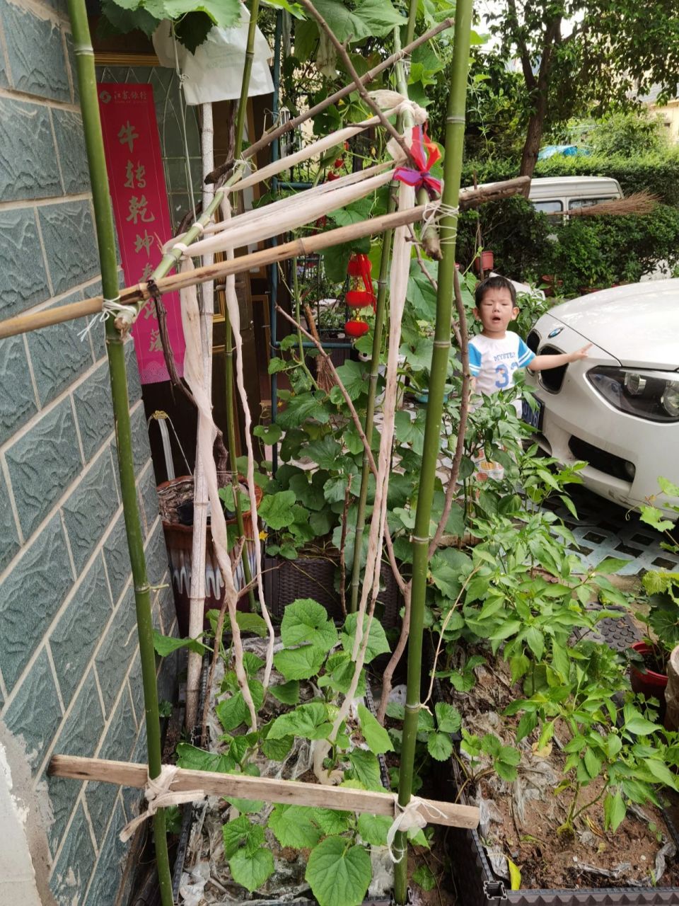 如果你手头没有材料,黄瓜架可以这么搭 我用竹竿搭了支架,然后又用